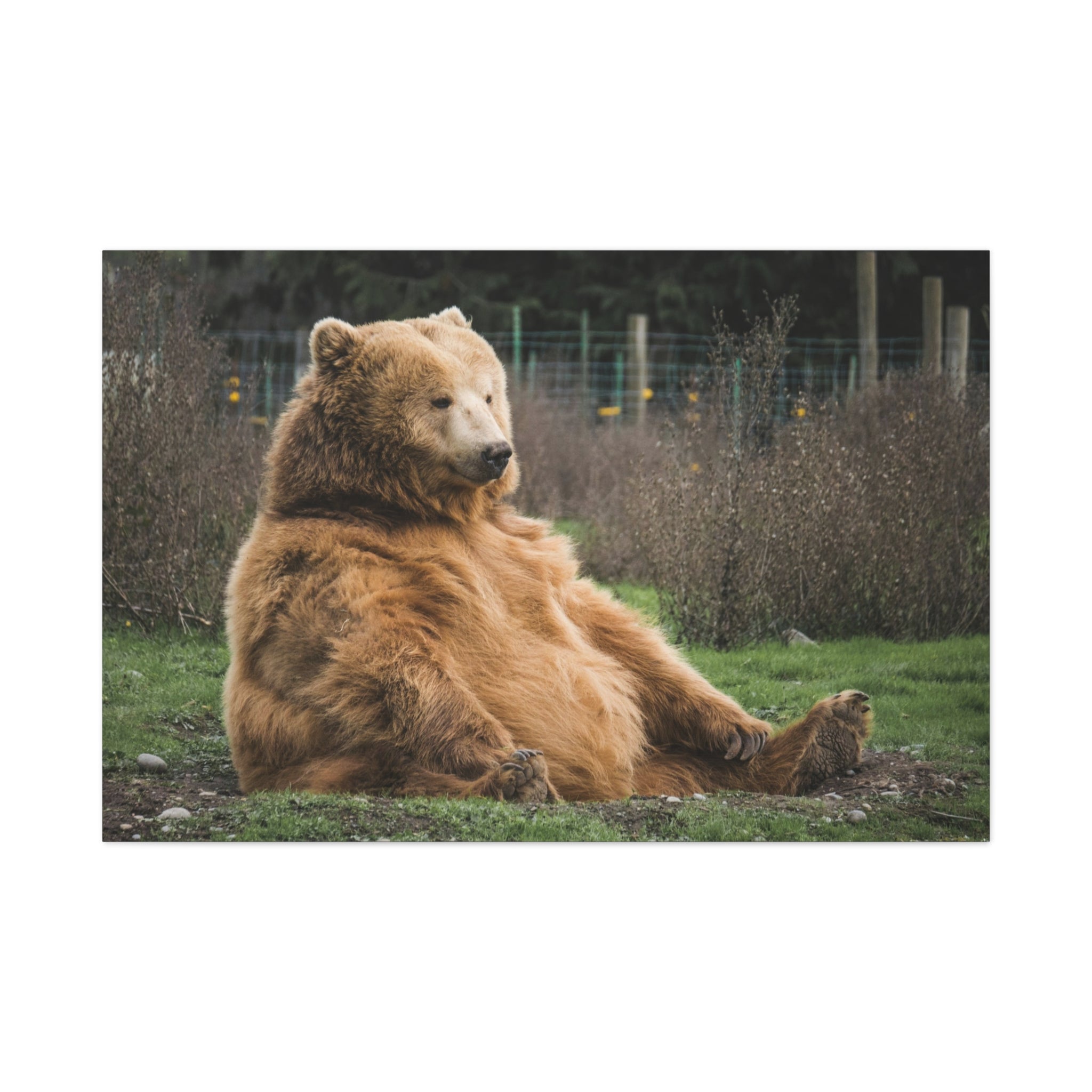 canvas-print-sitting-bear-nature-animal-art-wall-decor-wildlife-artwork-forest-cabin-decor-woodland-nursery-wall-art-outdoor-