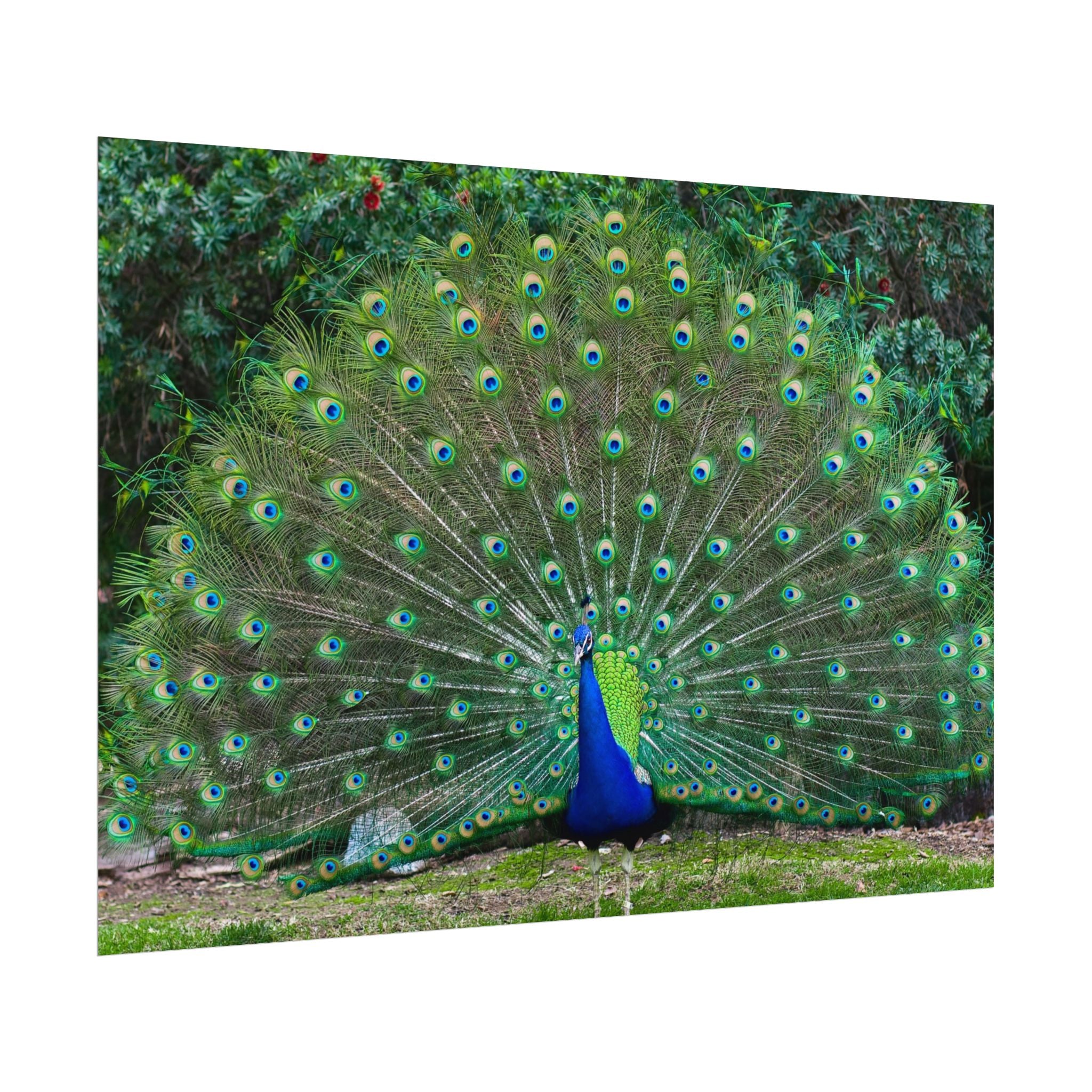 peacock-fine-art-poster-wall-art-print-gift-home-decor-rolled-posters-art-prints-unique-room-decor-animal-lover-gift-nature