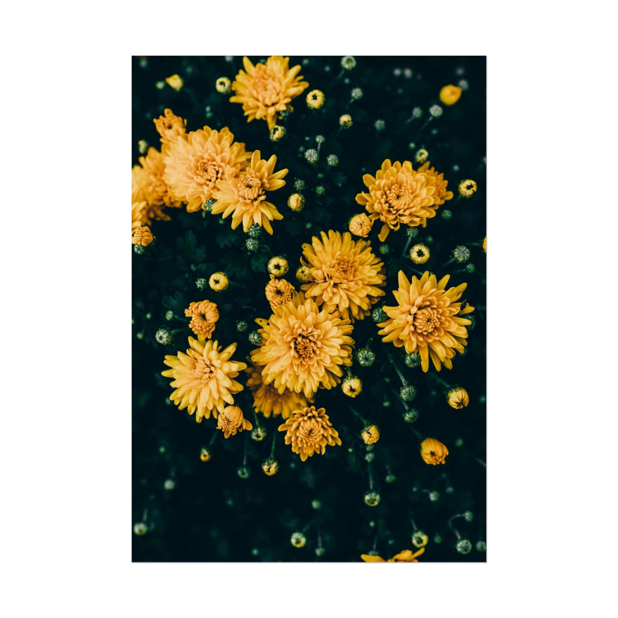 yellow-flower-art-poster-print-floral-wall-decor-floral-home-decor-gift-dark-botanical-art-print