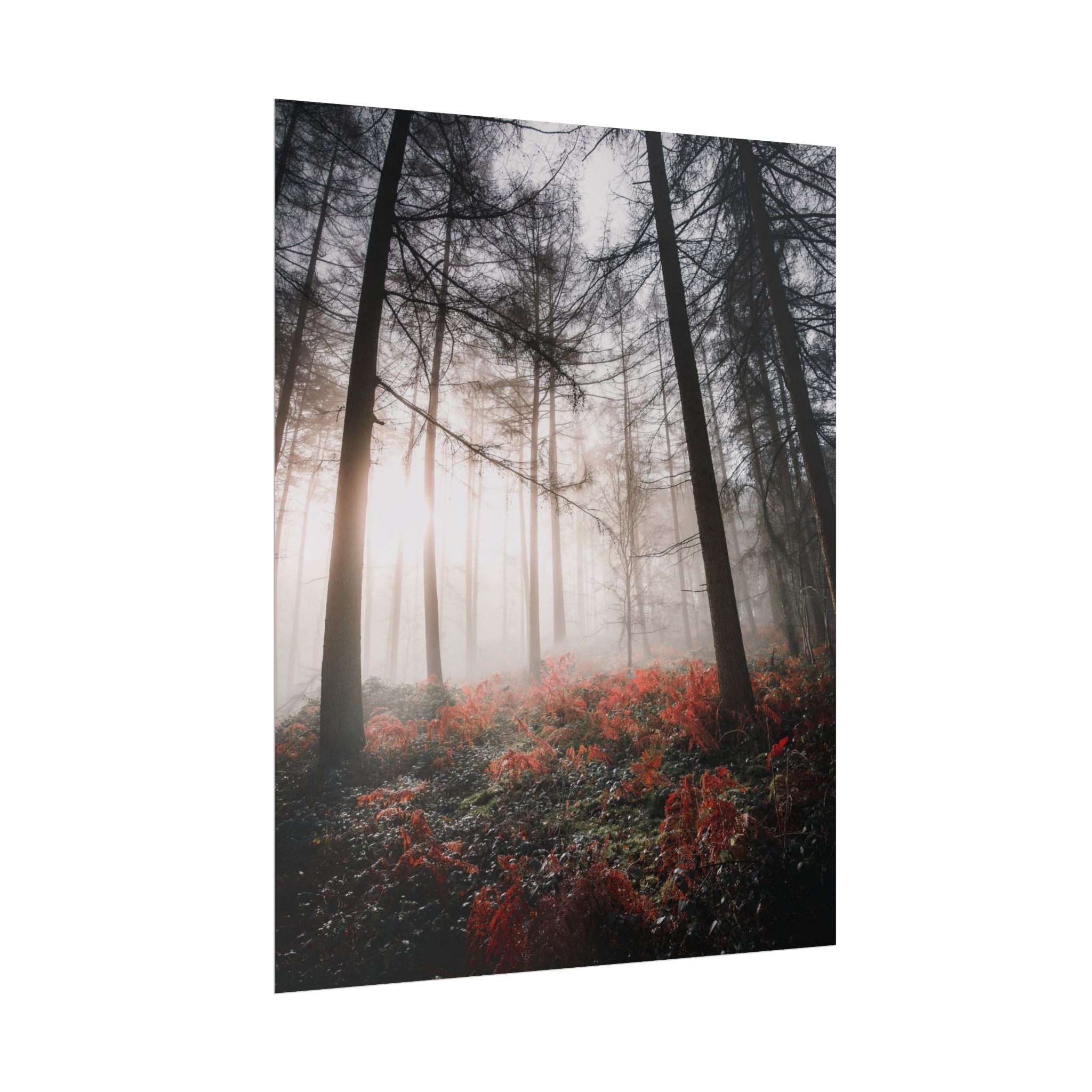 poster-print-misty-woods-art-living-room-wall-decor-sunlight-forest-landscape-aesthetic-nature-art-nature-artwork-poster-gift
