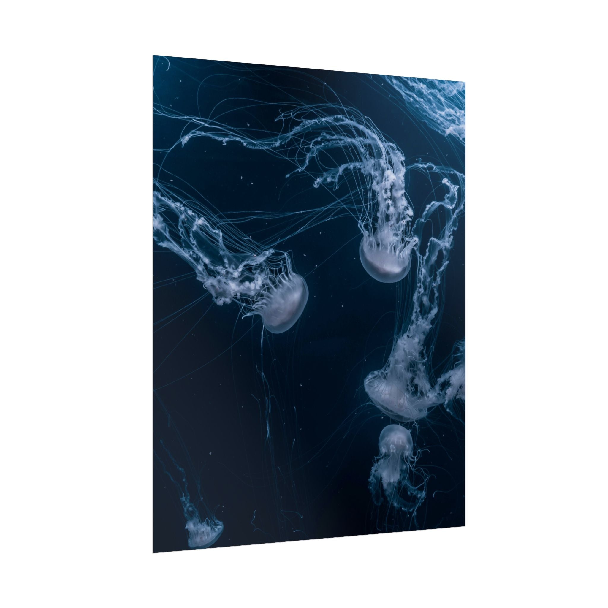 long-jellyfish-wall-art-poster-print-wall-hanging-ocean-life-deep-ocean-decor-home-decor-housewarming-gift