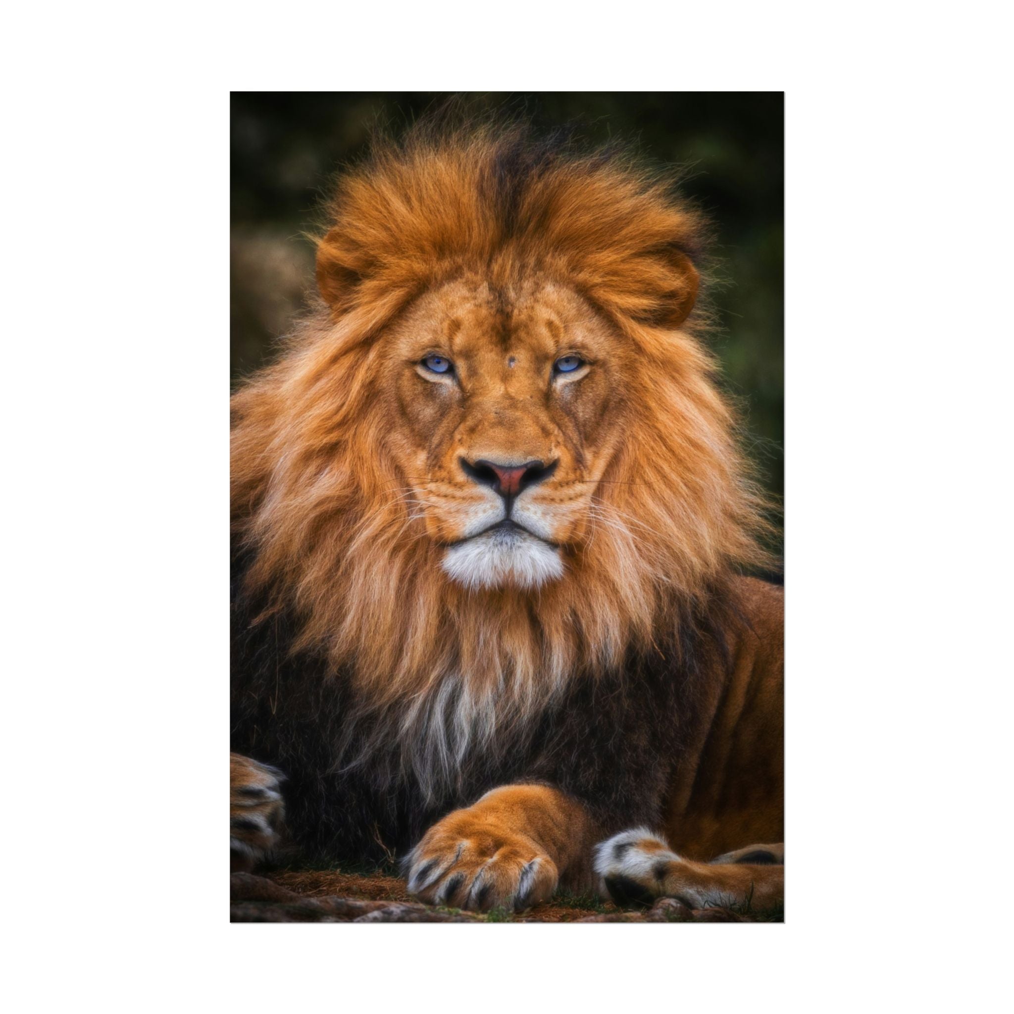 blue-eyed-lion-poster-wall-art-wildlife-home-decor-animal-lover-gift-safari-decoration-wildlife-art-print-lion-wall-decor