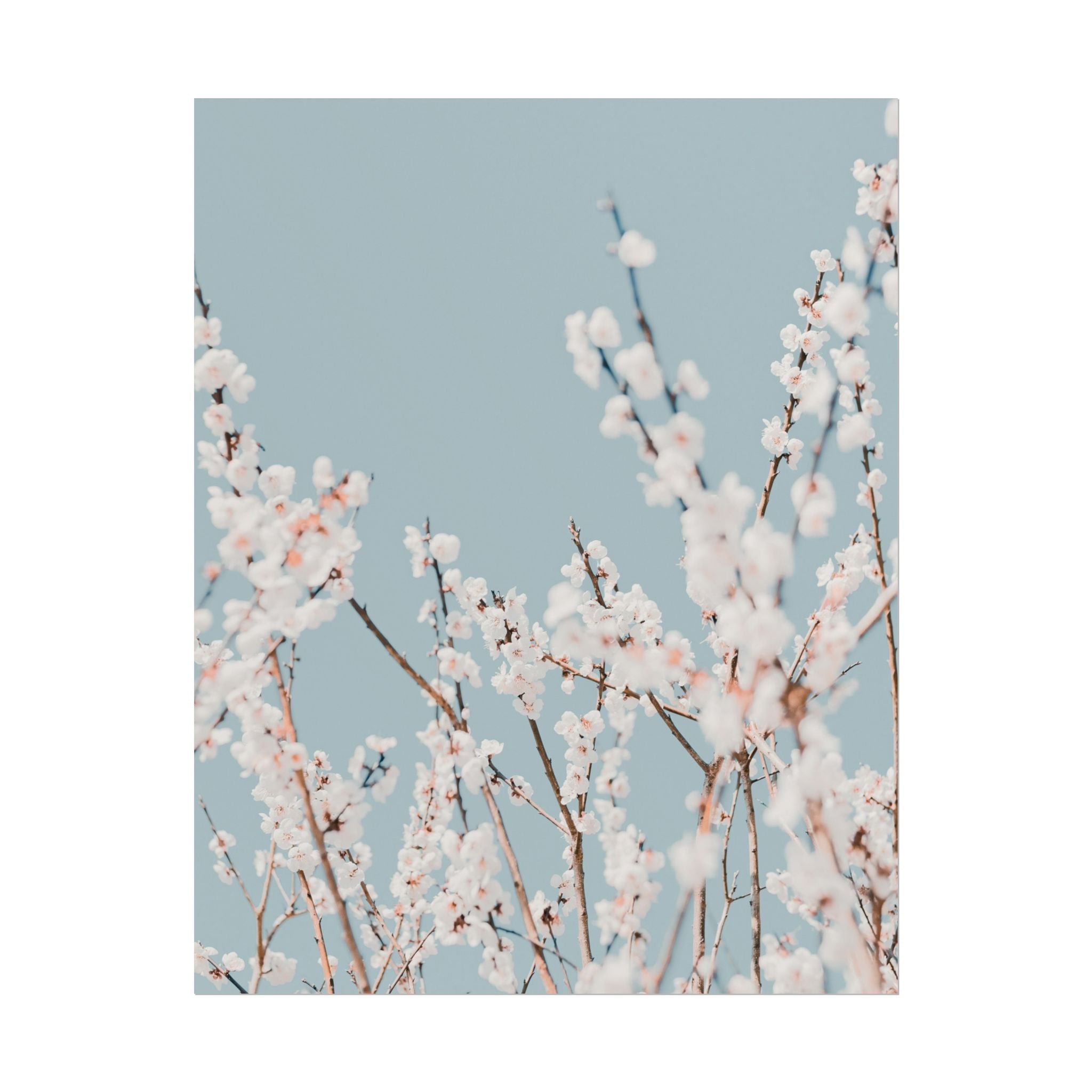 blossom-flowers-poster-print-minimalist-aesthetic-wall-art-fine-art-paper-home-decor-floral-decor-elegant-artwork