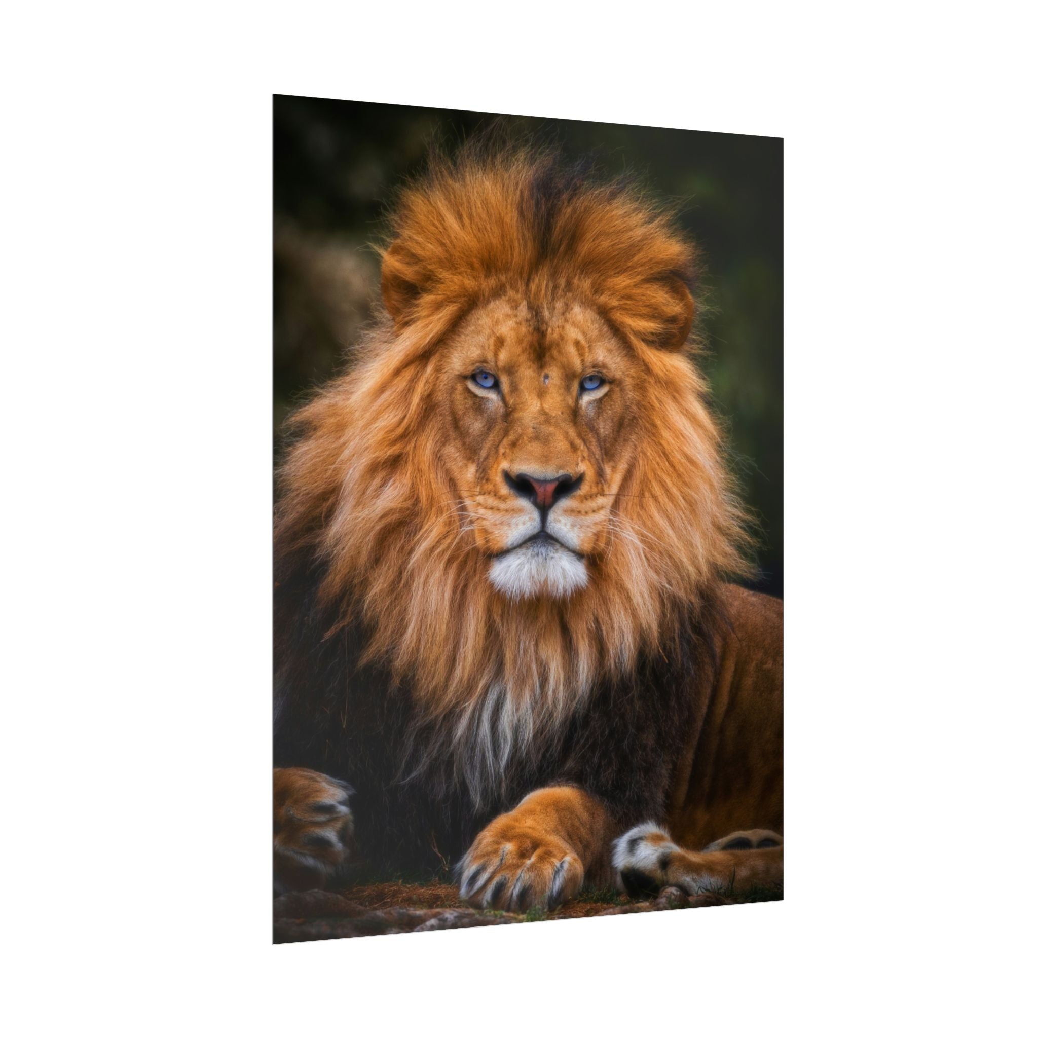 blue-eyed-lion-poster-wall-art-wildlife-home-decor-animal-lover-gift-safari-decoration-wildlife-art-print-lion-wall-decor