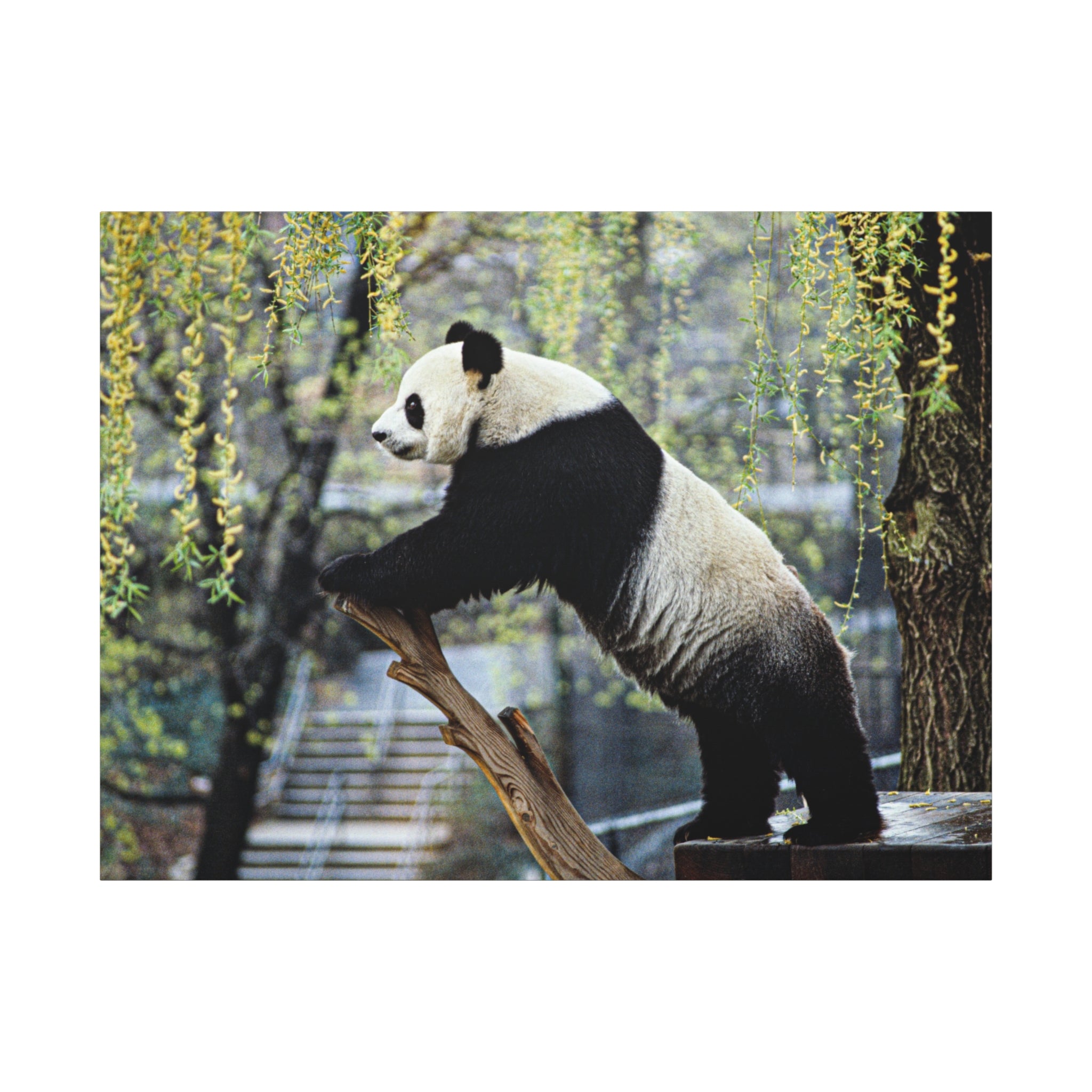 canvas-wall-art-cute-panda-wall-decor-nature-home-decor-panda-gift-panda-canvas-print-stretched-matte-canvas