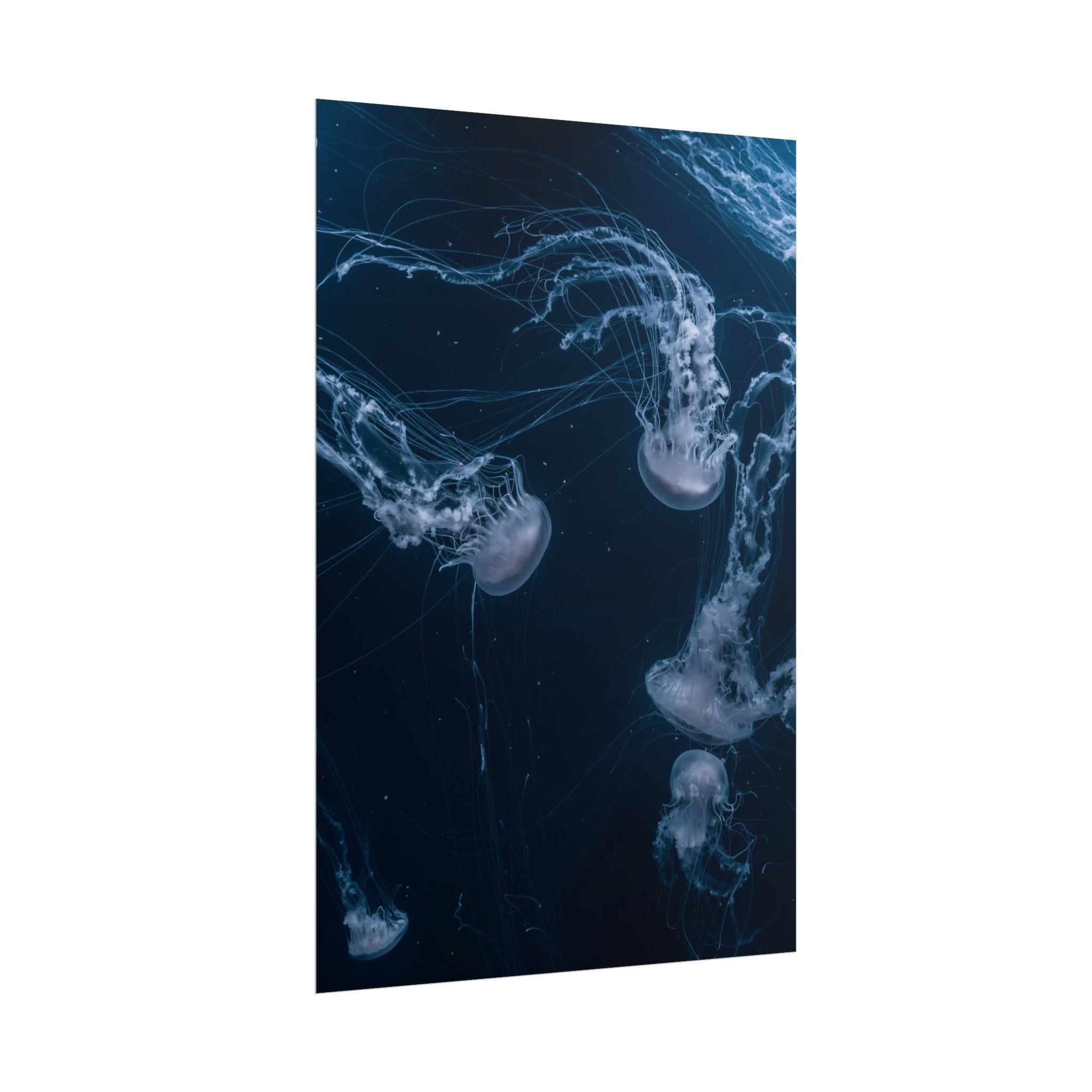 long-jellyfish-wall-art-poster-print-wall-hanging-ocean-life-deep-ocean-decor-home-decor-housewarming-gift