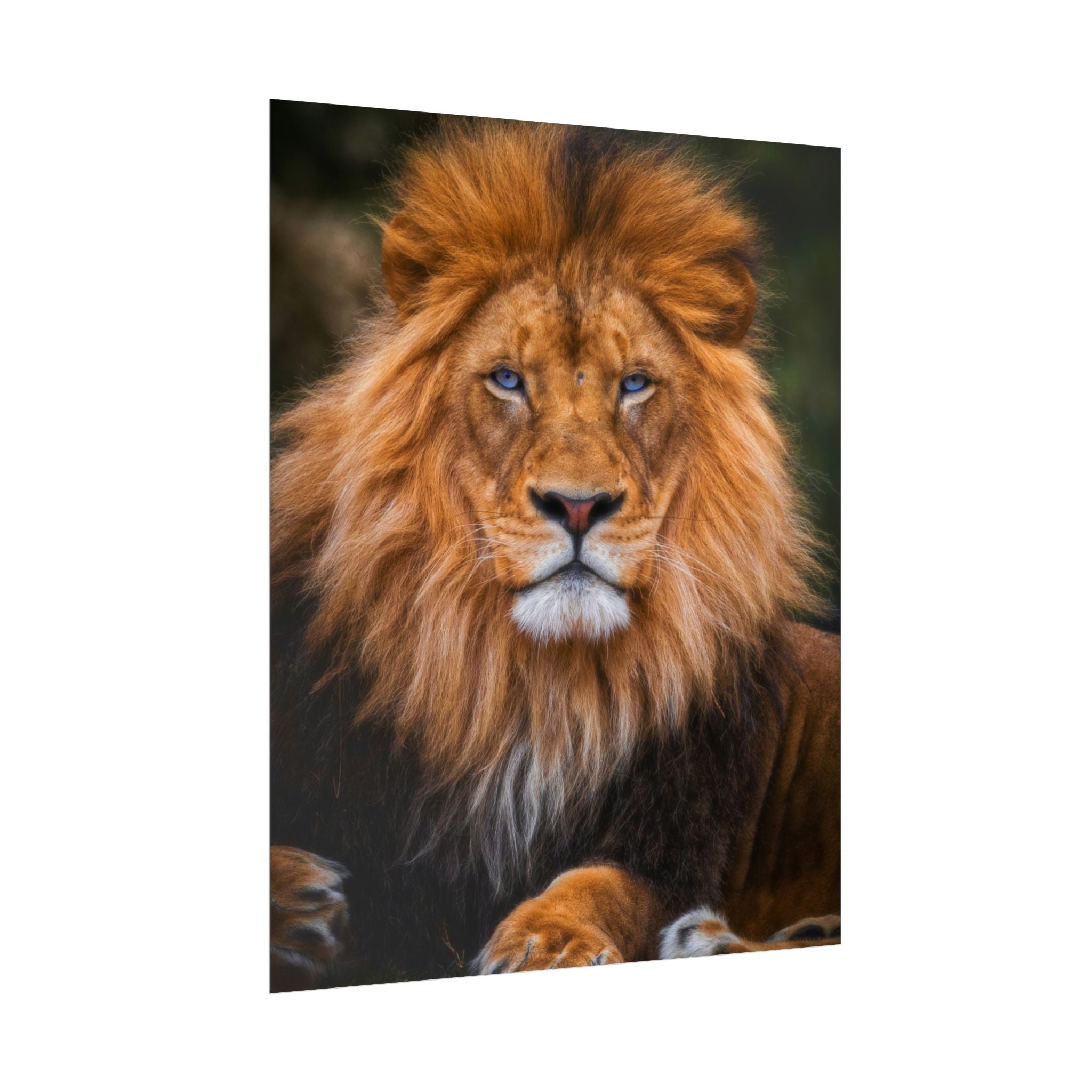blue-eyed-lion-poster-wall-art-wildlife-home-decor-animal-lover-gift-safari-decoration-wildlife-art-print-lion-wall-decor