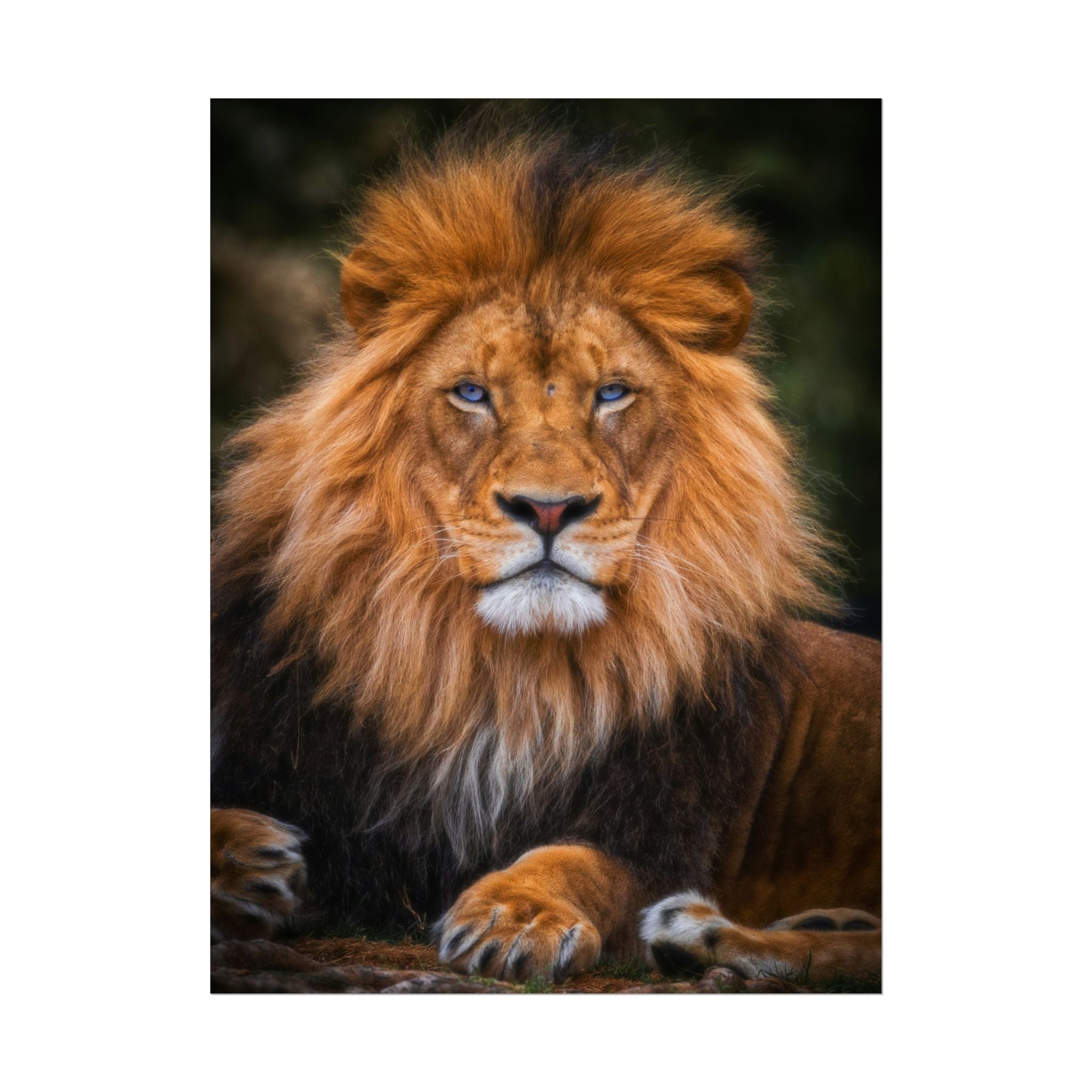 blue-eyed-lion-poster-wall-art-wildlife-home-decor-animal-lover-gift-safari-decoration-wildlife-art-print-lion-wall-decor