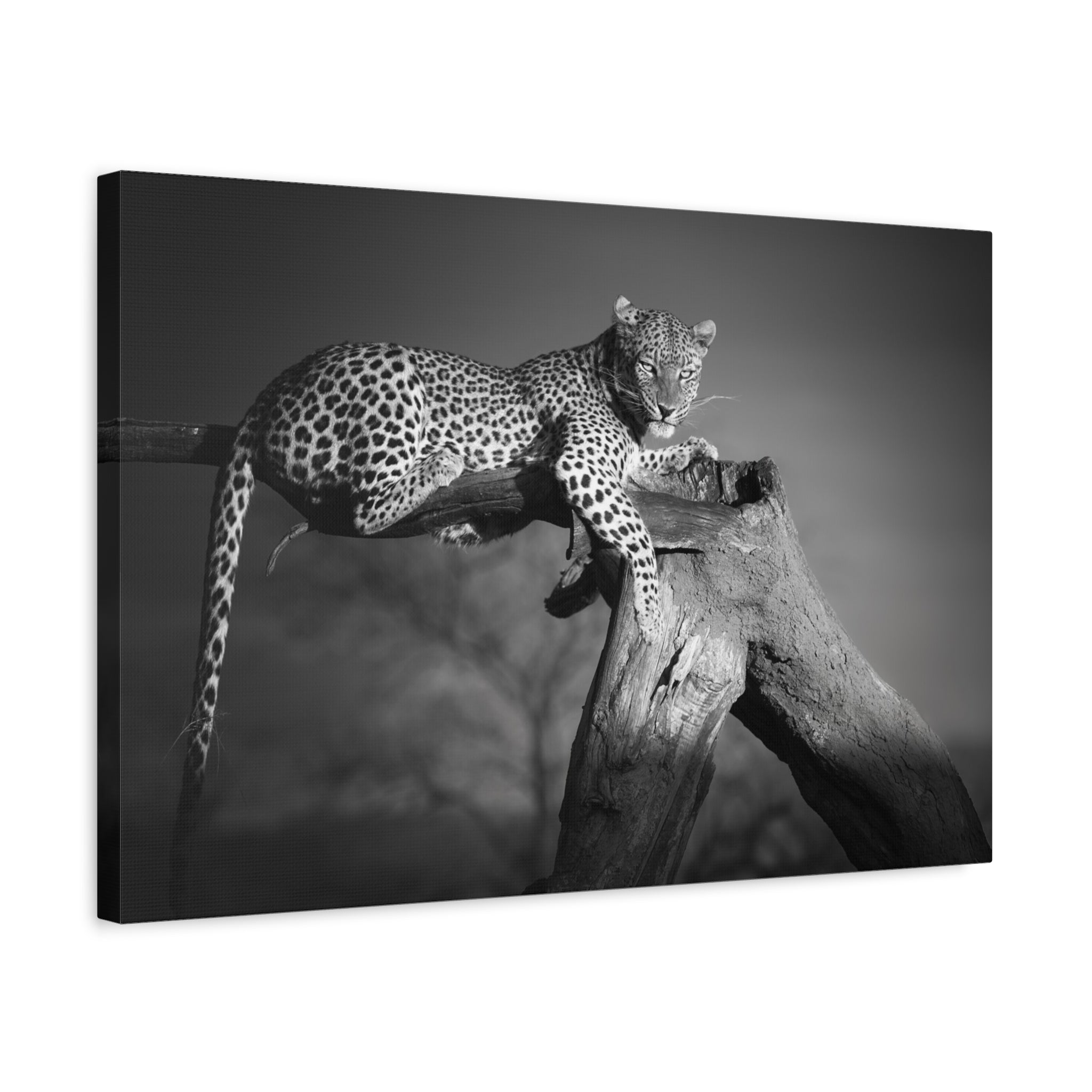 canvas-print-leopard-africa-savanna-wall-decor-black-and-white-photography-living-room-art-stretched-matte-canvas-home-decor-