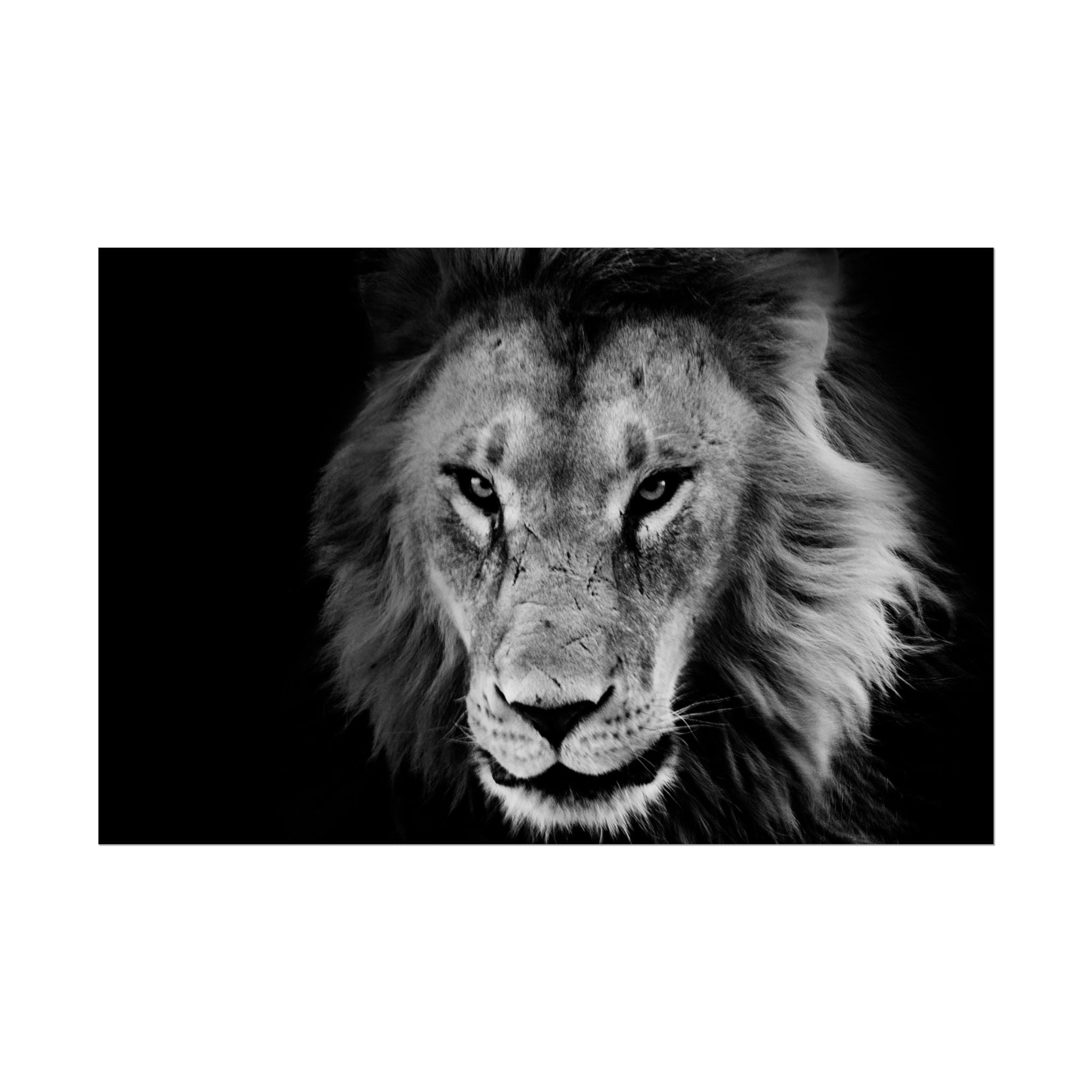 poster-print-lion-wall-art-black-and-white-living-room-decor-monochrome-art-lion-poster-jungle-animal-art-print-wildlife-safa