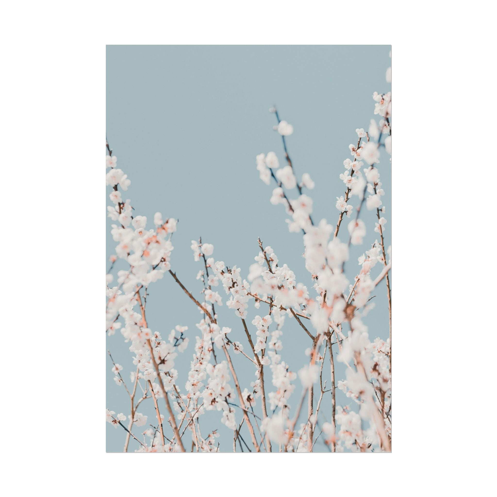 blossom-flowers-poster-print-minimalist-aesthetic-wall-art-fine-art-paper-home-decor-floral-decor-elegant-artwork