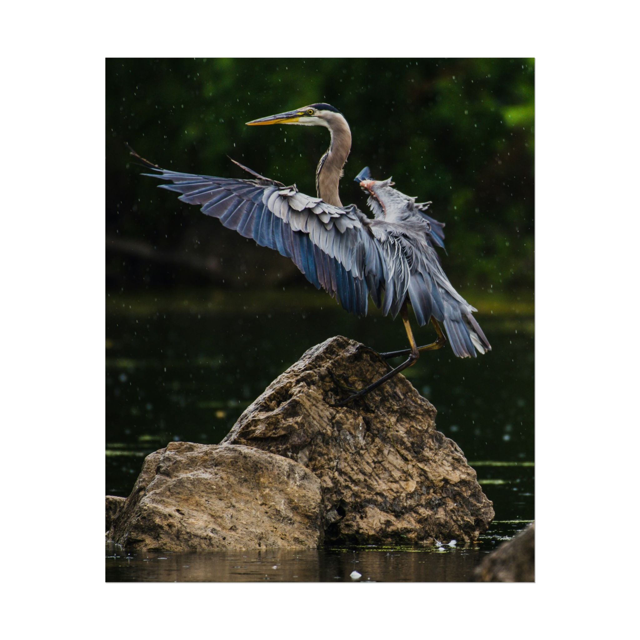 great-blue-heron-poster-wall-art-home-decor-bird-lover-gift-nature-wall-hanging-wildlife-poster