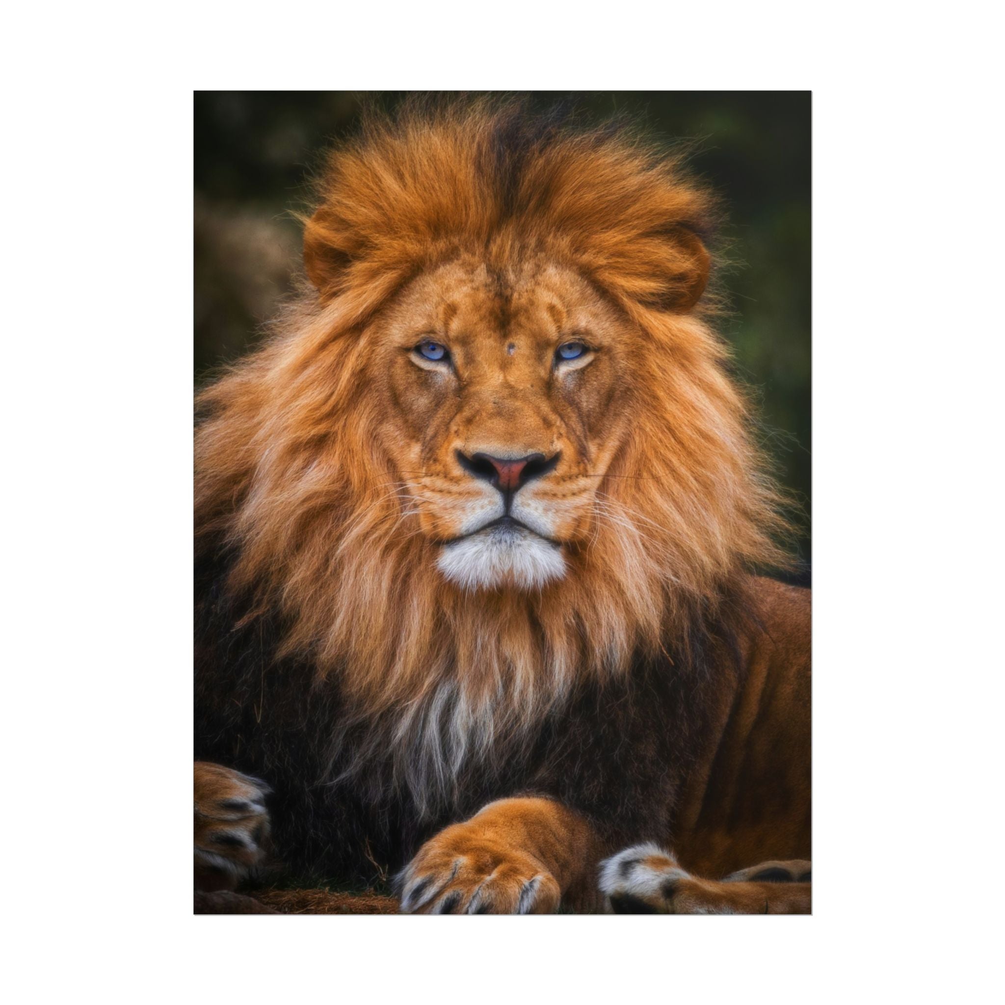 blue-eyed-lion-poster-wall-art-wildlife-home-decor-animal-lover-gift-safari-decoration-wildlife-art-print-lion-wall-decor