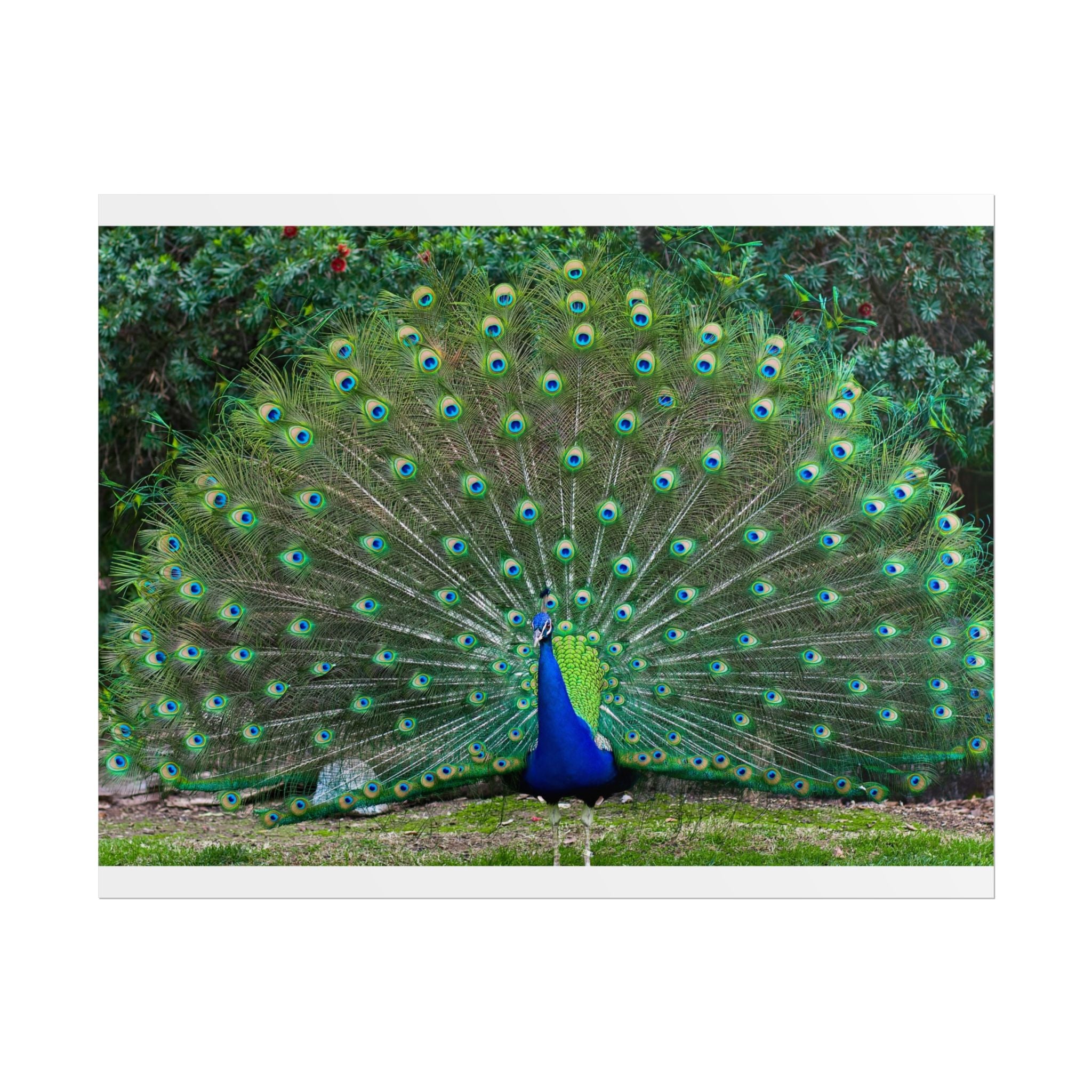 peacock-fine-art-poster-wall-art-print-gift-home-decor-rolled-posters-art-prints-unique-room-decor-animal-lover-gift-nature