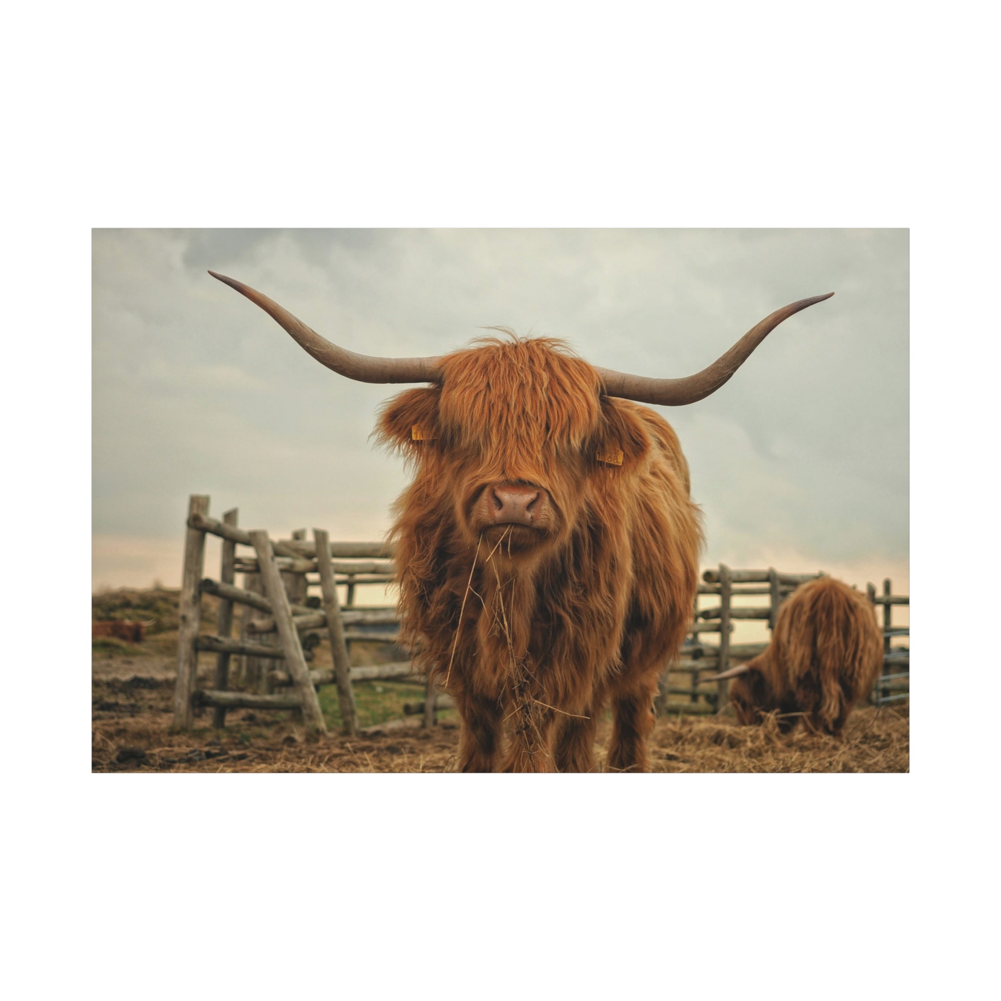 canvas-print-cow-art-home-decor-wall-art-farmhouse-art-living-room-decor-matte-canvas-print-cow-lovers-gift-scotland-highland