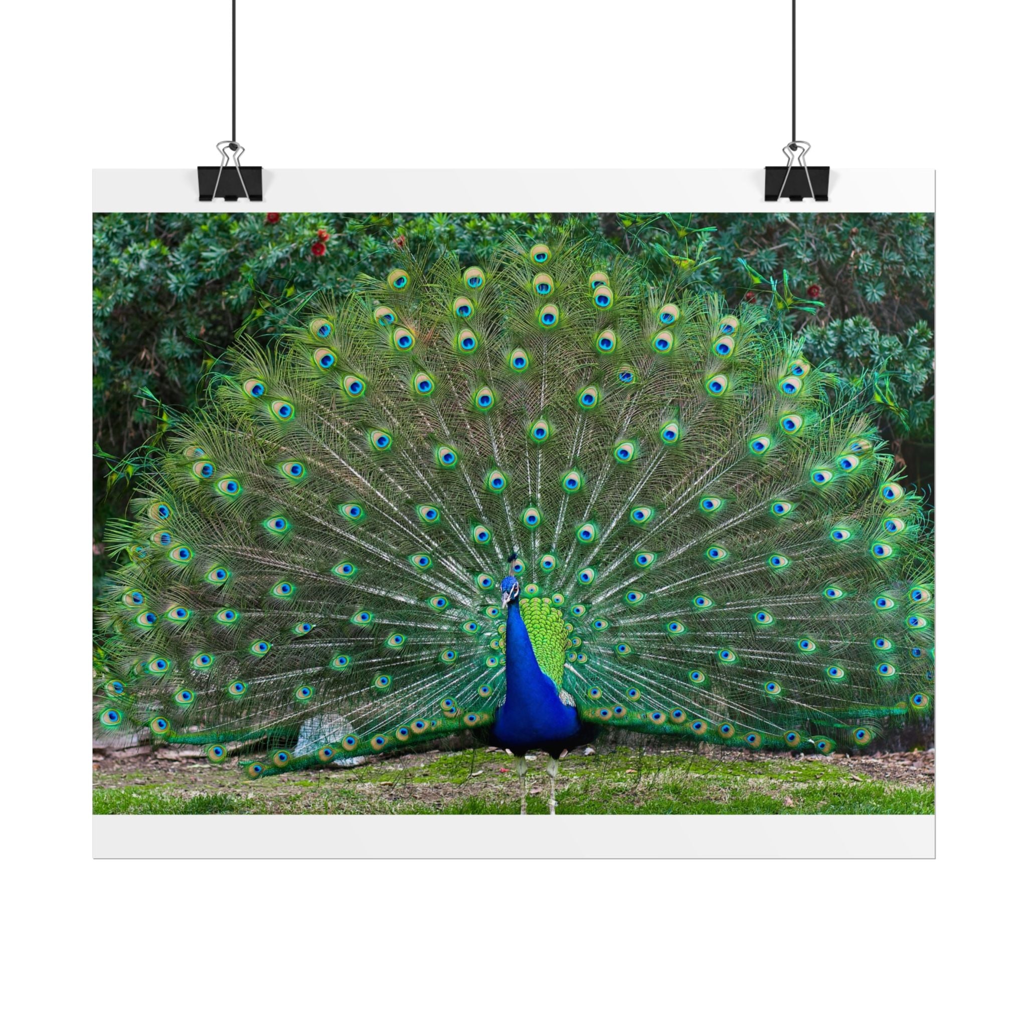 peacock-fine-art-poster-wall-art-print-gift-home-decor-rolled-posters-art-prints-unique-room-decor-animal-lover-gift-nature