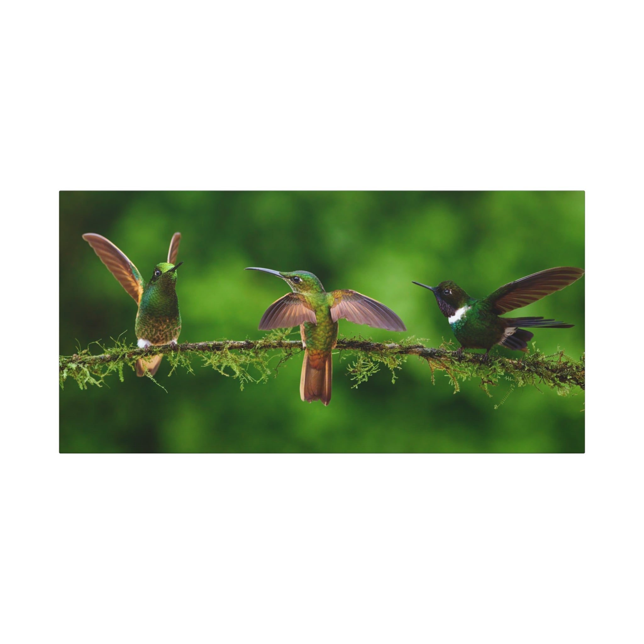 canvas-print-hummingbirds-canvas-wall-art-matte-canvas-stretched-home-decor-wall-decor-nature-art-gift-for-bird-lovers-panora