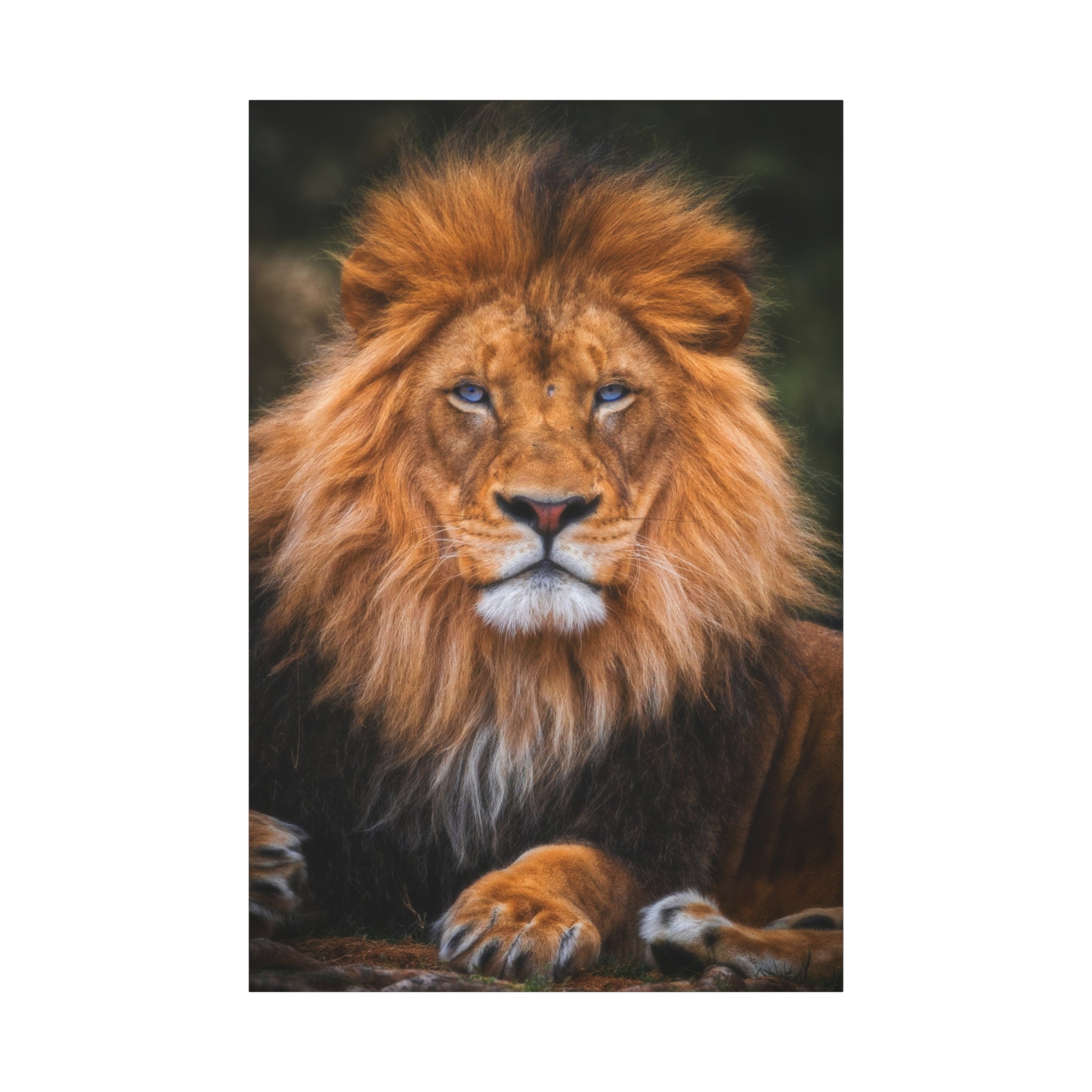 canvas-print-blue-eyed-lion-wall-art-wildlife-home-decor-animal-lover-gift-safari-nursery-decoration-wildlife-art-print-lion-