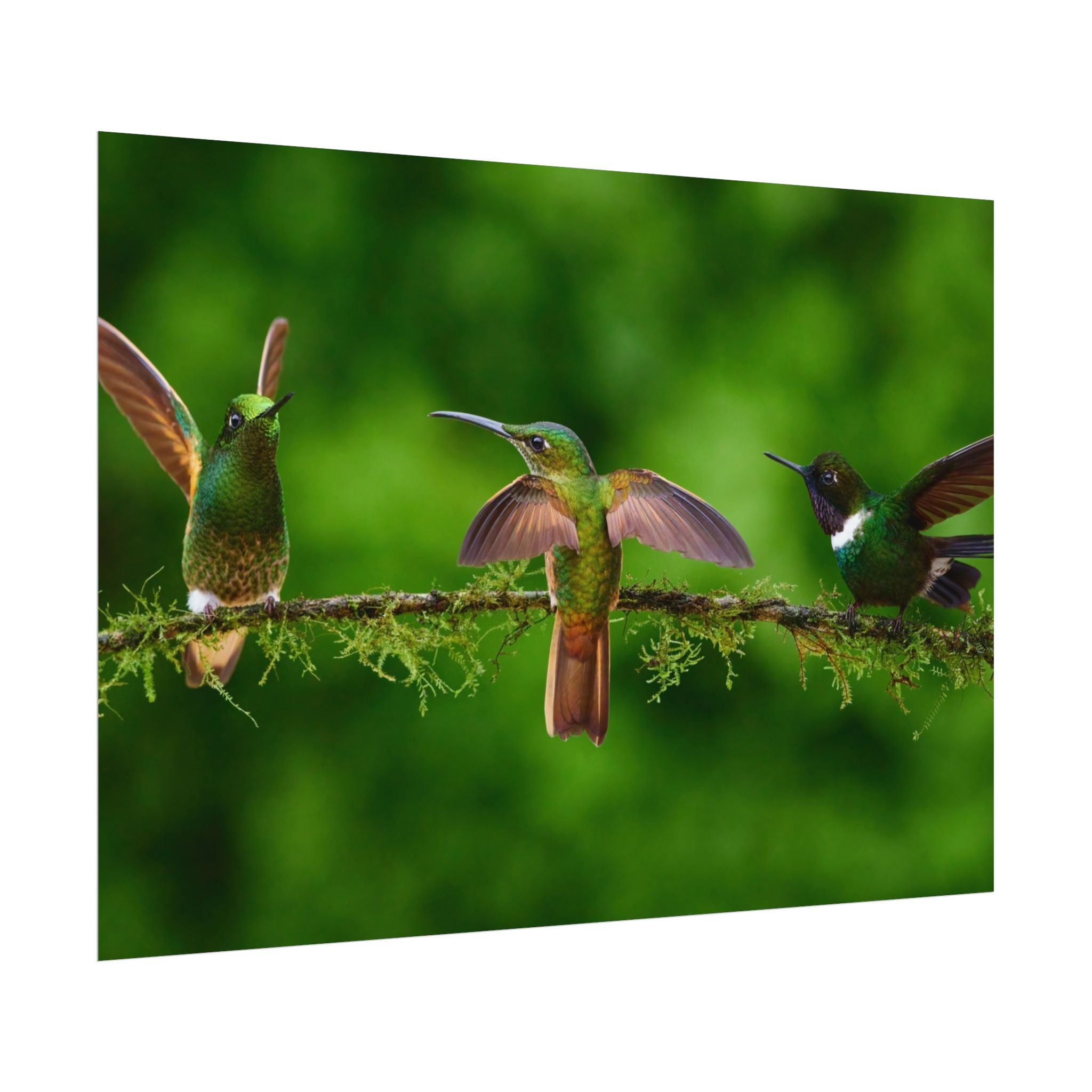 hummingbirds-poster-print-wild-birds-wall-art-home-decor-wall-decor-nature-art-gift-for-bird-lovers-panoramic