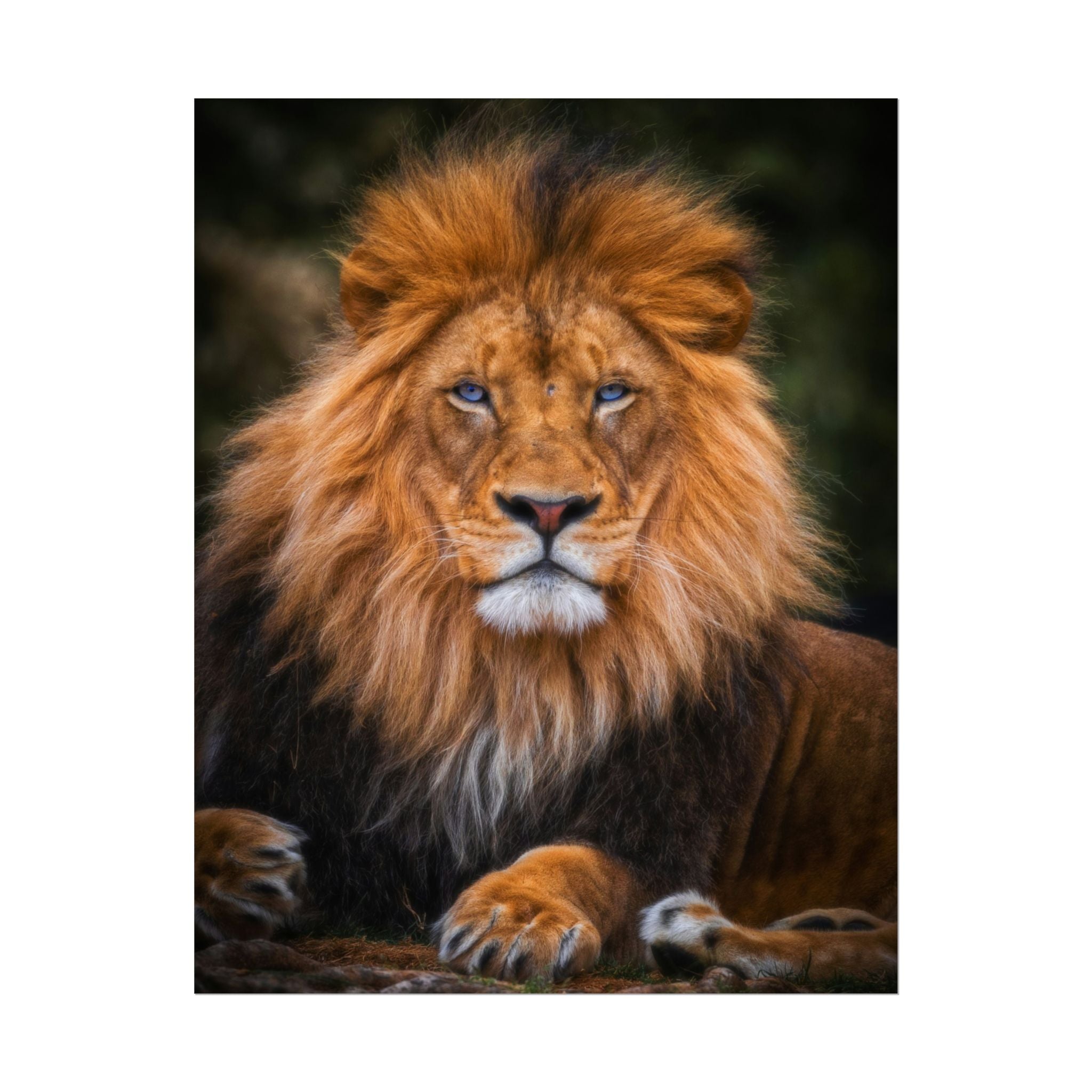 blue-eyed-lion-poster-wall-art-wildlife-home-decor-animal-lover-gift-safari-decoration-wildlife-art-print-lion-wall-decor