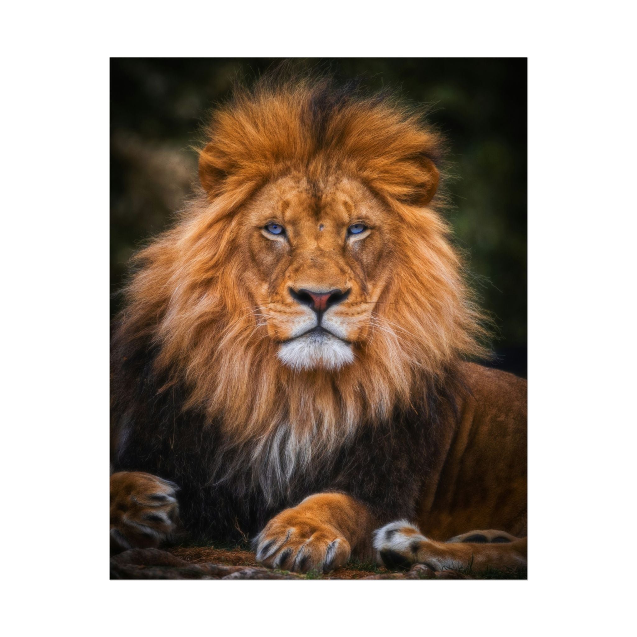 blue-eyed-lion-poster-wall-art-wildlife-home-decor-animal-lover-gift-safari-decoration-wildlife-art-print-lion-wall-decor