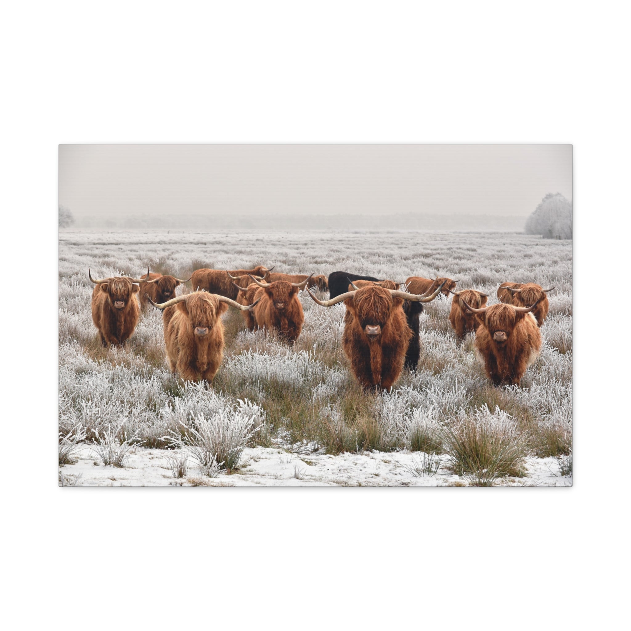 canvas-wall-art-scottish-highland-cow-longhorn-home-decor-stretched-matte-canvas-print-wall-hanging-farmhouse-art-rustic