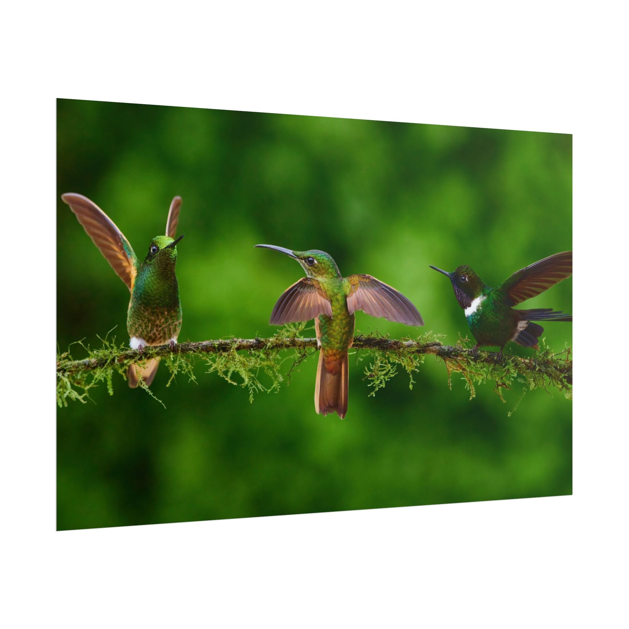 hummingbirds-poster-print-wild-birds-wall-art-home-decor-wall-decor-nature-art-gift-for-bird-lovers-panoramic