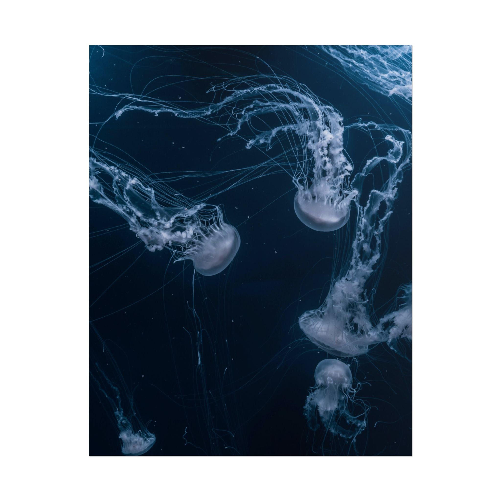 long-jellyfish-wall-art-poster-print-wall-hanging-ocean-life-deep-ocean-decor-home-decor-housewarming-gift