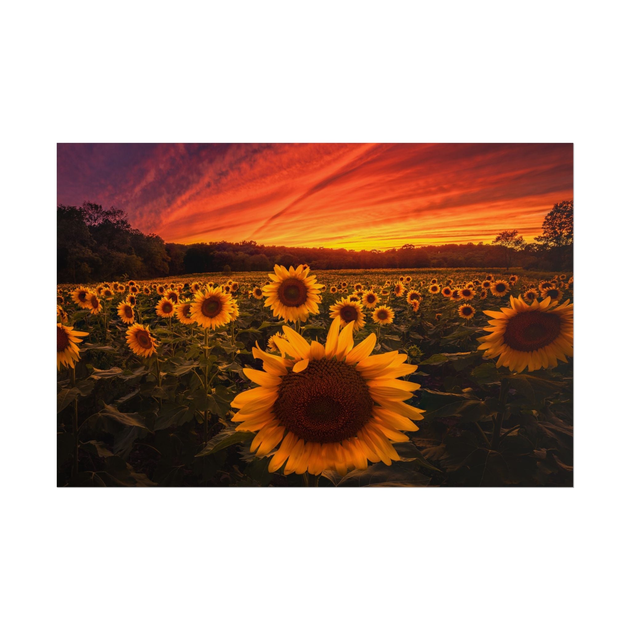 sun-flower-poster-print-sunset-wall-art-decor-home-decor-nature-art-floral-print-gift-for-nature-lovers-farmhouse-wall-decor