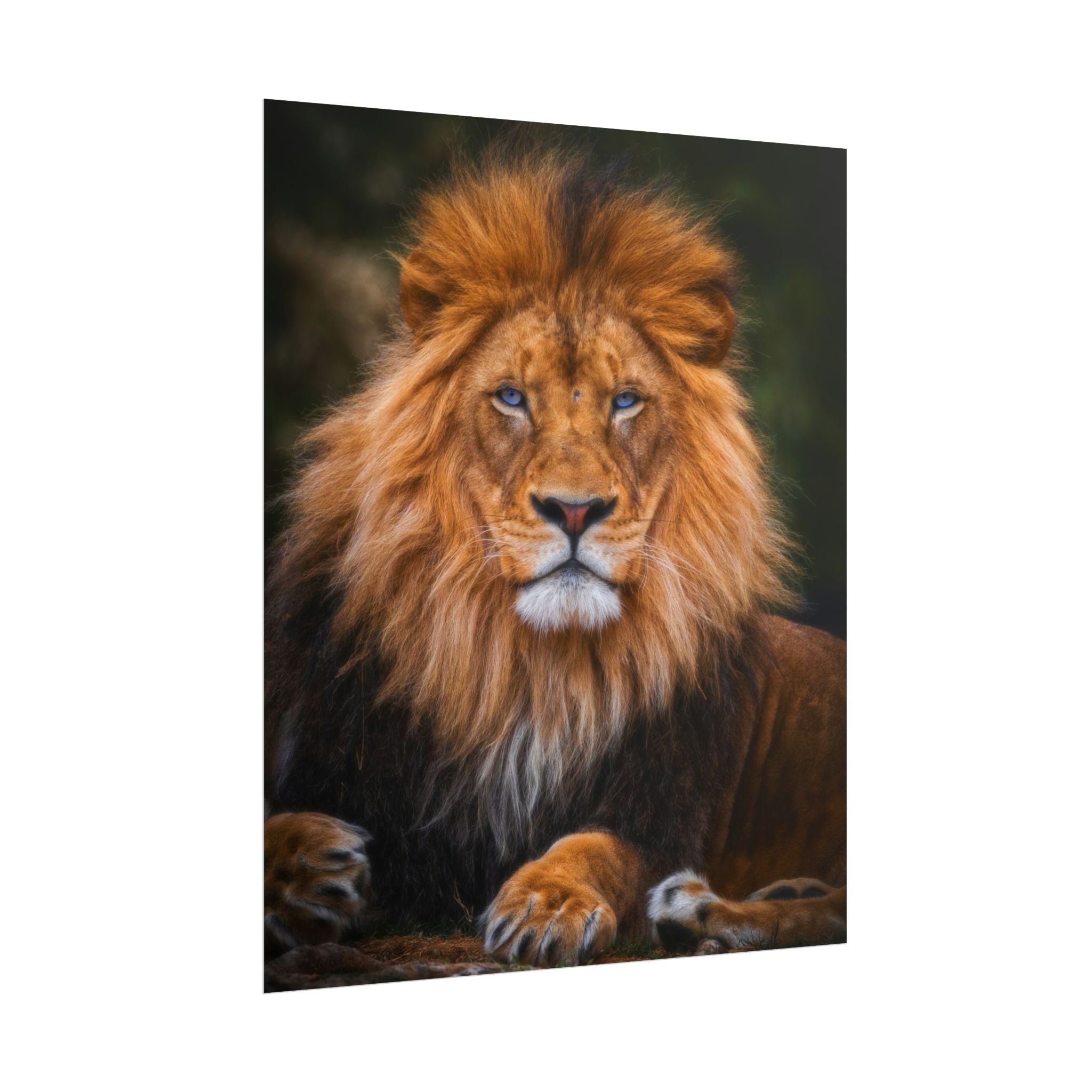 blue-eyed-lion-poster-wall-art-wildlife-home-decor-animal-lover-gift-safari-decoration-wildlife-art-print-lion-wall-decor