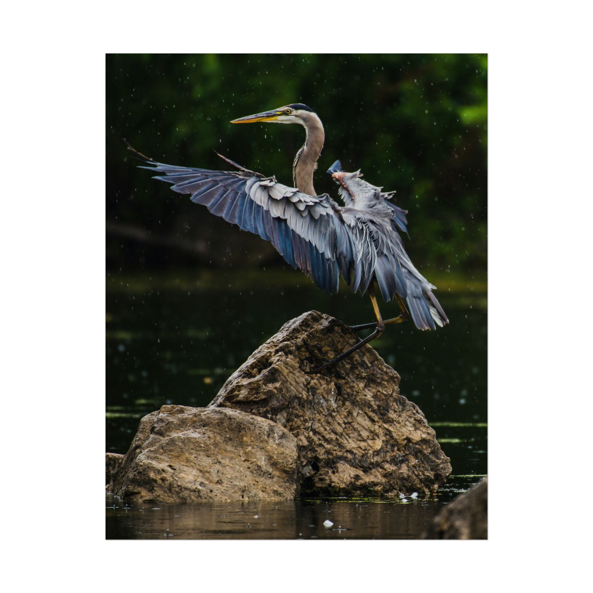 great-blue-heron-poster-wall-art-home-decor-bird-lover-gift-nature-wall-hanging-wildlife-poster
