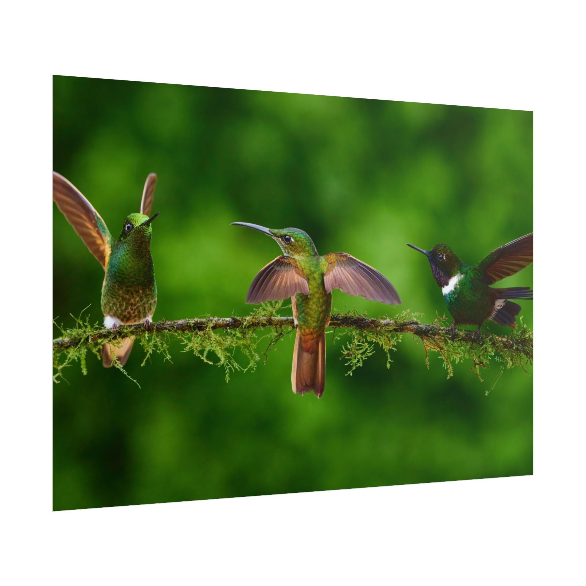 hummingbirds-poster-print-wild-birds-wall-art-home-decor-wall-decor-nature-art-gift-for-bird-lovers-panoramic