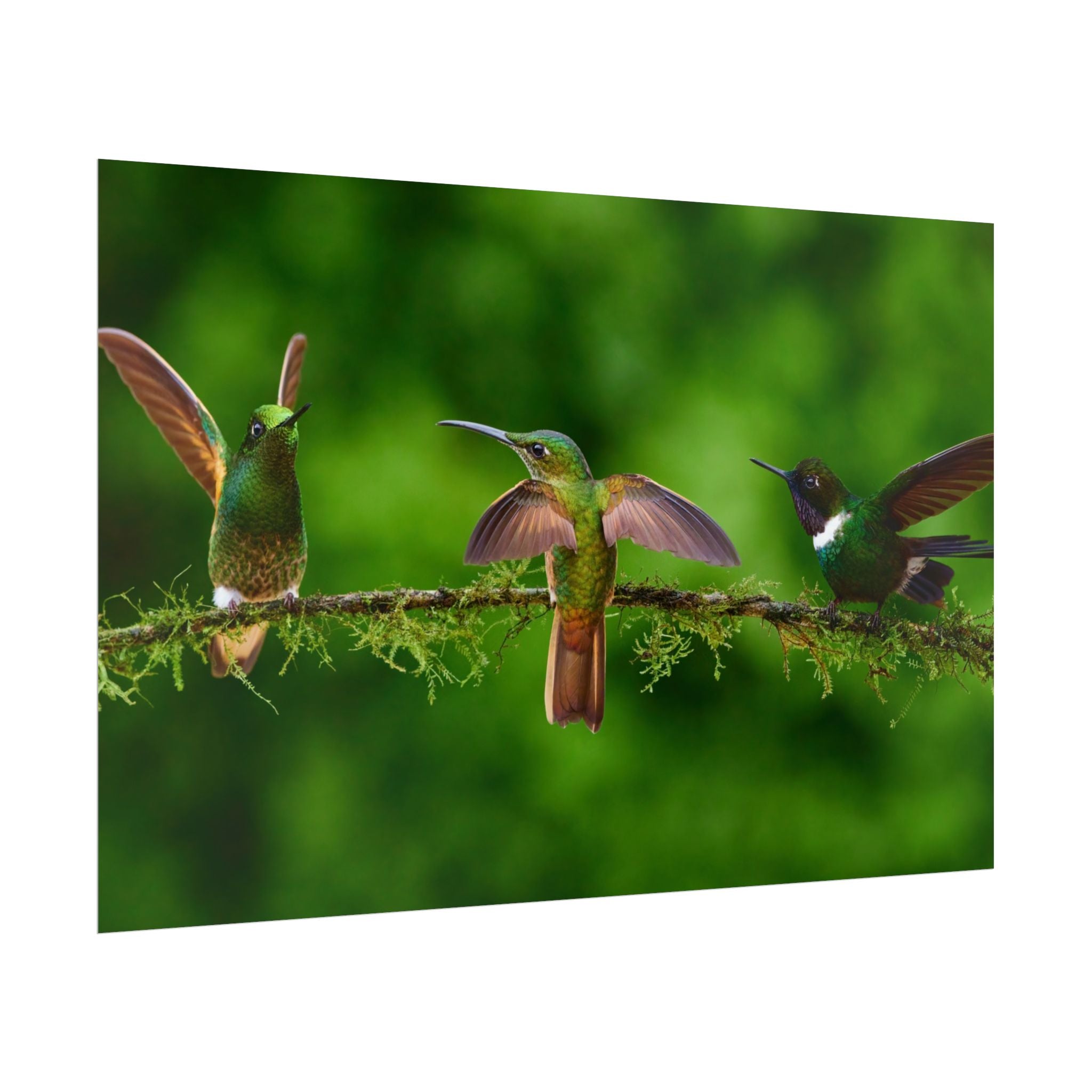 hummingbirds-poster-print-wild-birds-wall-art-home-decor-wall-decor-nature-art-gift-for-bird-lovers-panoramic