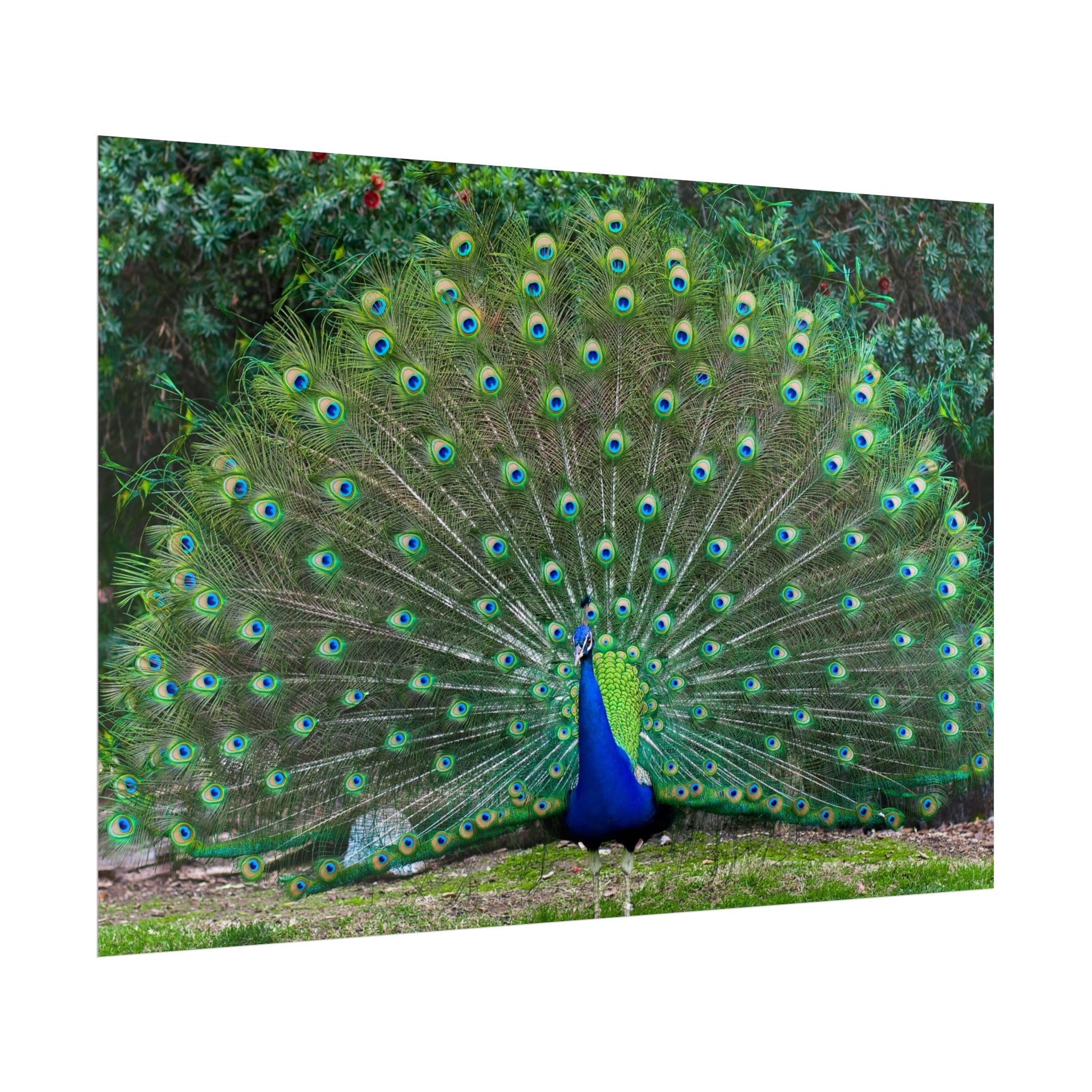 peacock-fine-art-poster-wall-art-print-gift-home-decor-rolled-posters-art-prints-unique-room-decor-animal-lover-gift-nature