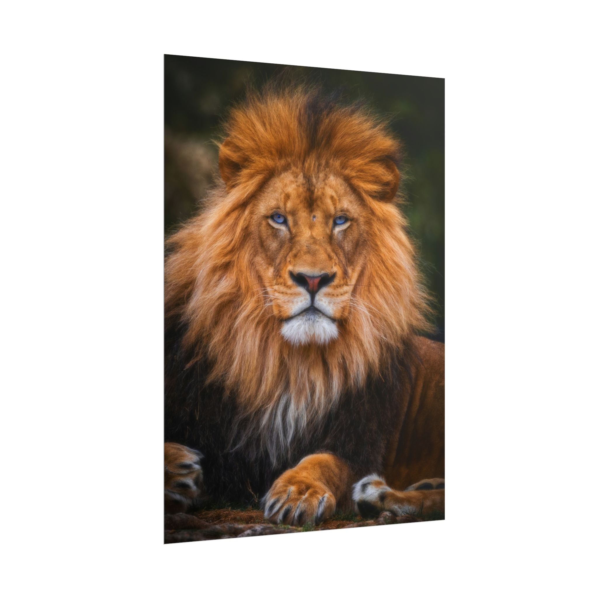 blue-eyed-lion-poster-wall-art-wildlife-home-decor-animal-lover-gift-safari-decoration-wildlife-art-print-lion-wall-decor