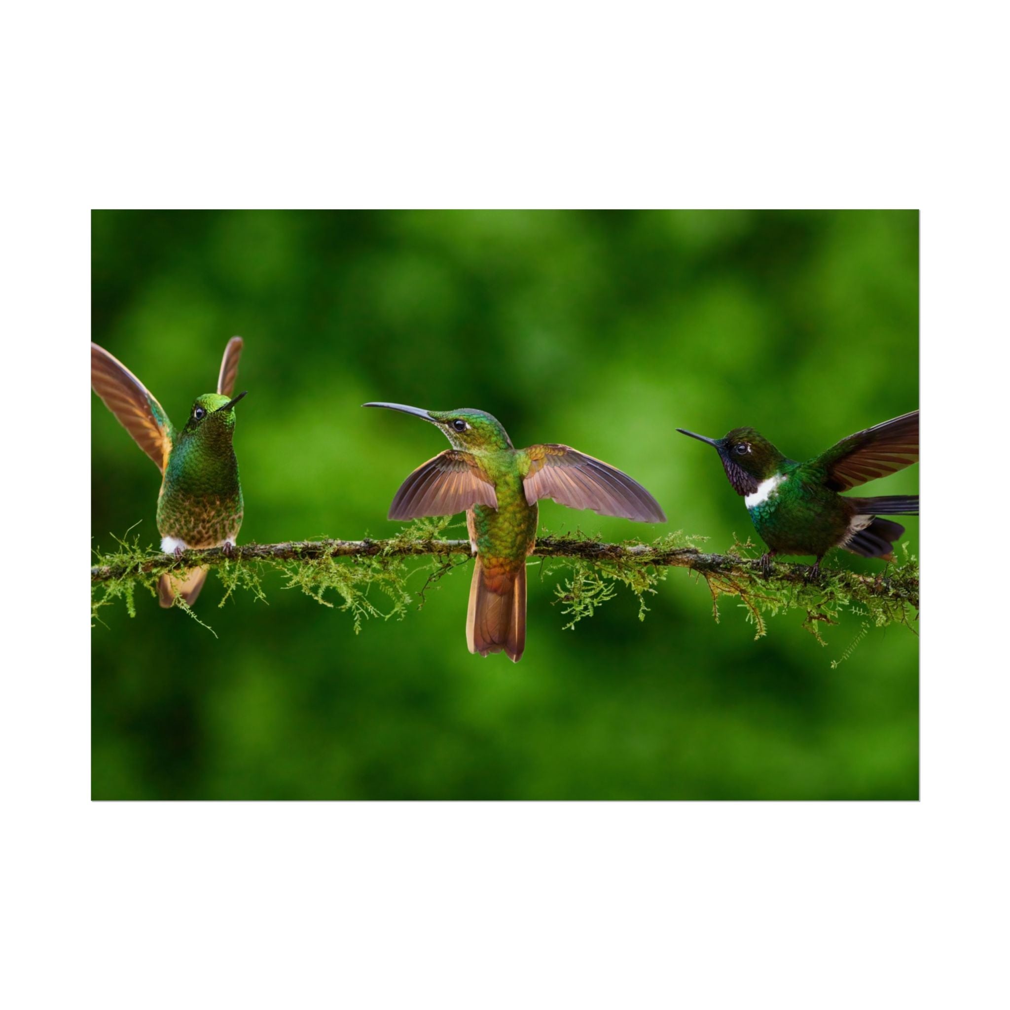 hummingbirds-poster-print-wild-birds-wall-art-home-decor-wall-decor-nature-art-gift-for-bird-lovers-panoramic