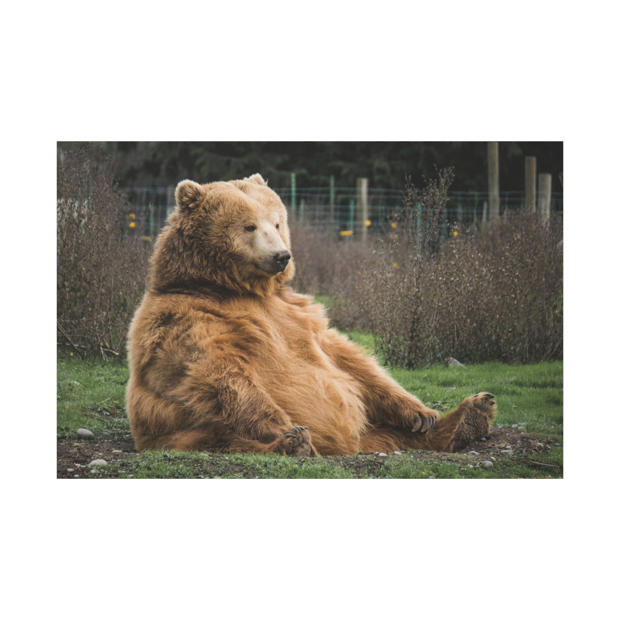 canvas-print-sitting-bear-nature-animal-art-wall-decor-wildlife-artwork-forest-cabin-decor-woodland-nursery-wall-art-outdoor-