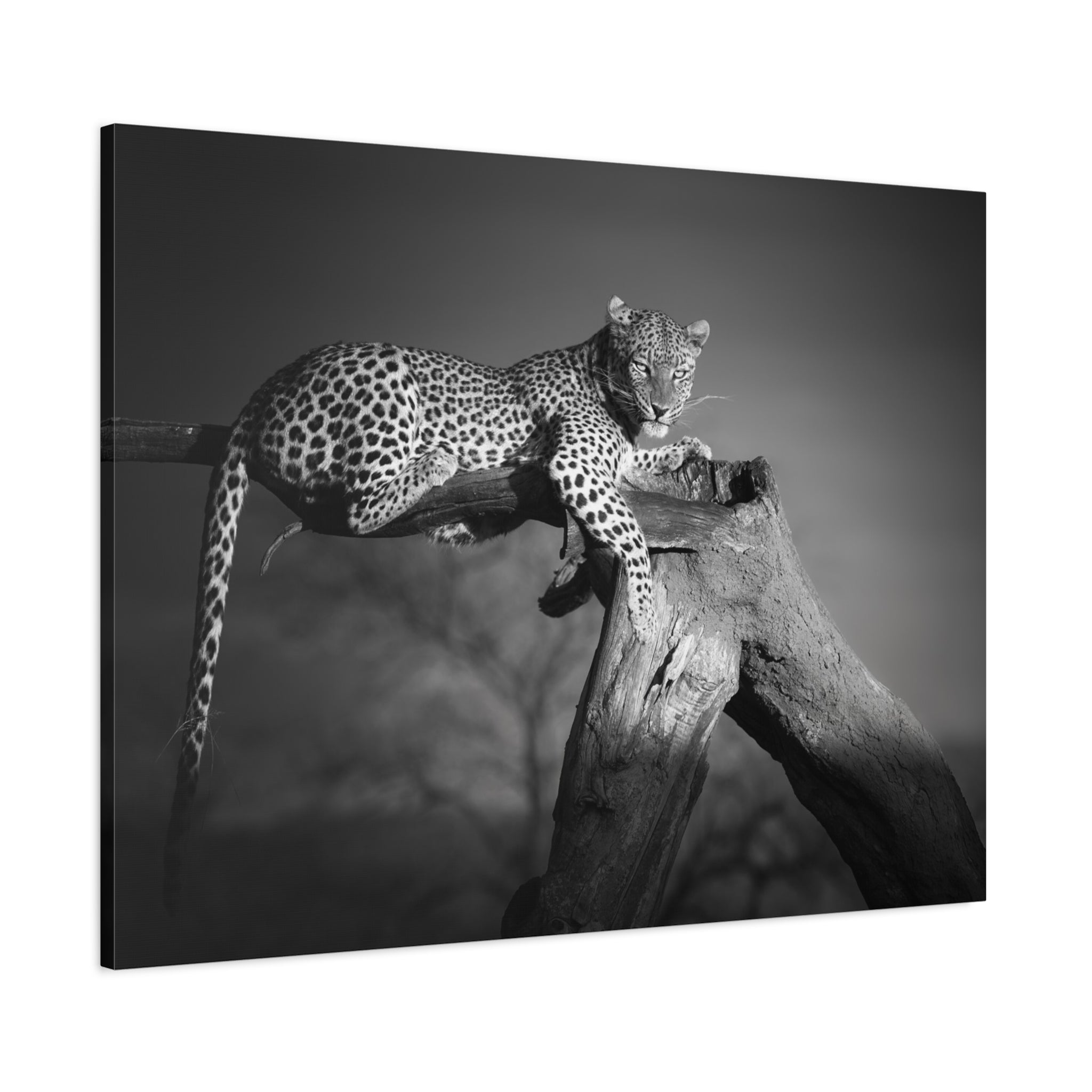 canvas-print-leopard-africa-savanna-wall-decor-black-and-white-photography-living-room-art-stretched-matte-canvas-home-decor-