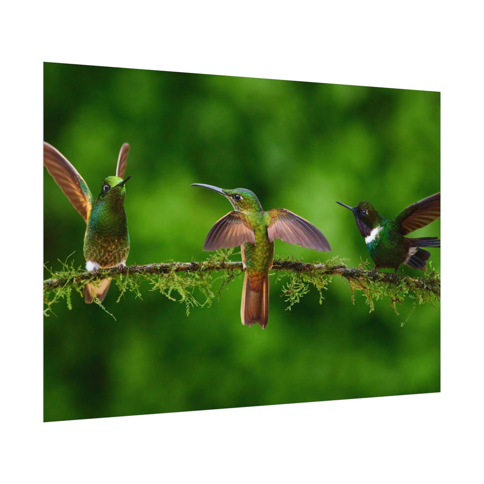 hummingbirds-poster-print-wild-birds-wall-art-home-decor-wall-decor-nature-art-gift-for-bird-lovers-panoramic