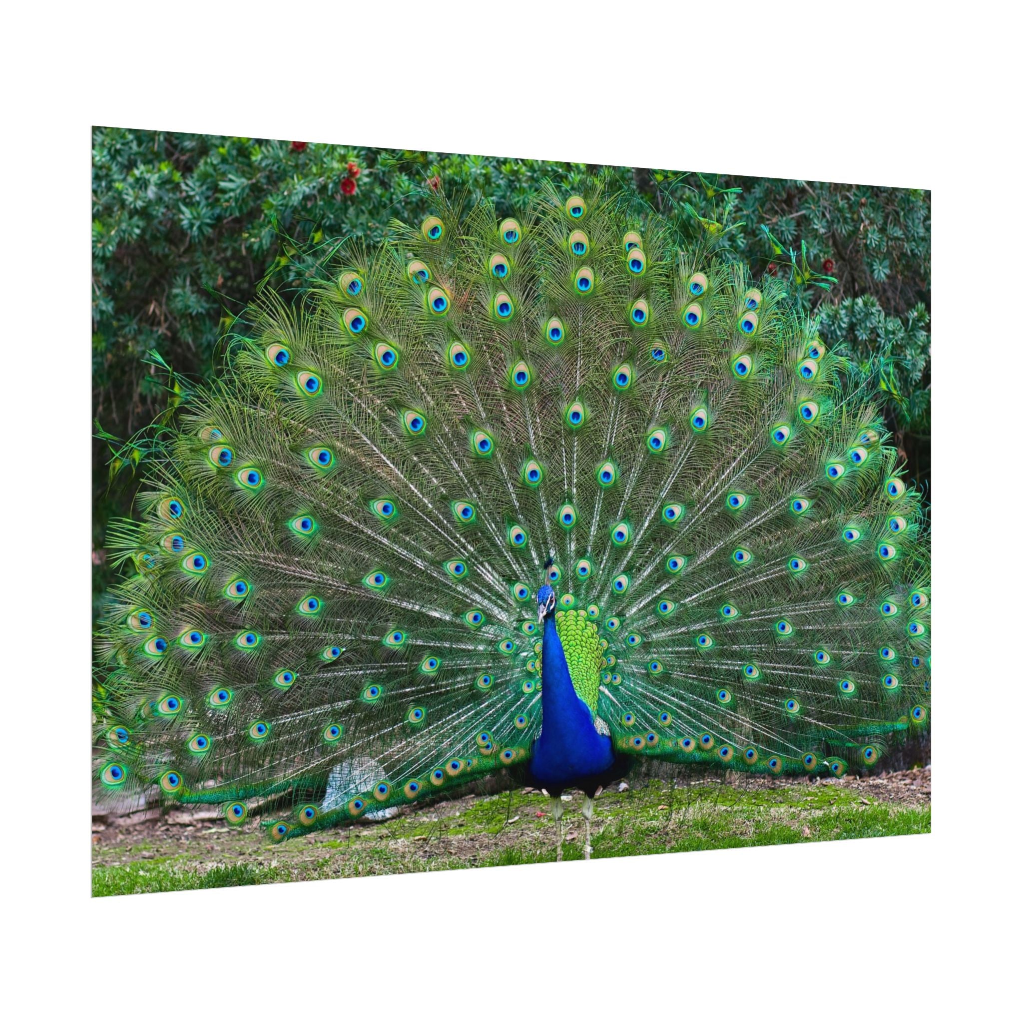 peacock-fine-art-poster-wall-art-print-gift-home-decor-rolled-posters-art-prints-unique-room-decor-animal-lover-gift-nature