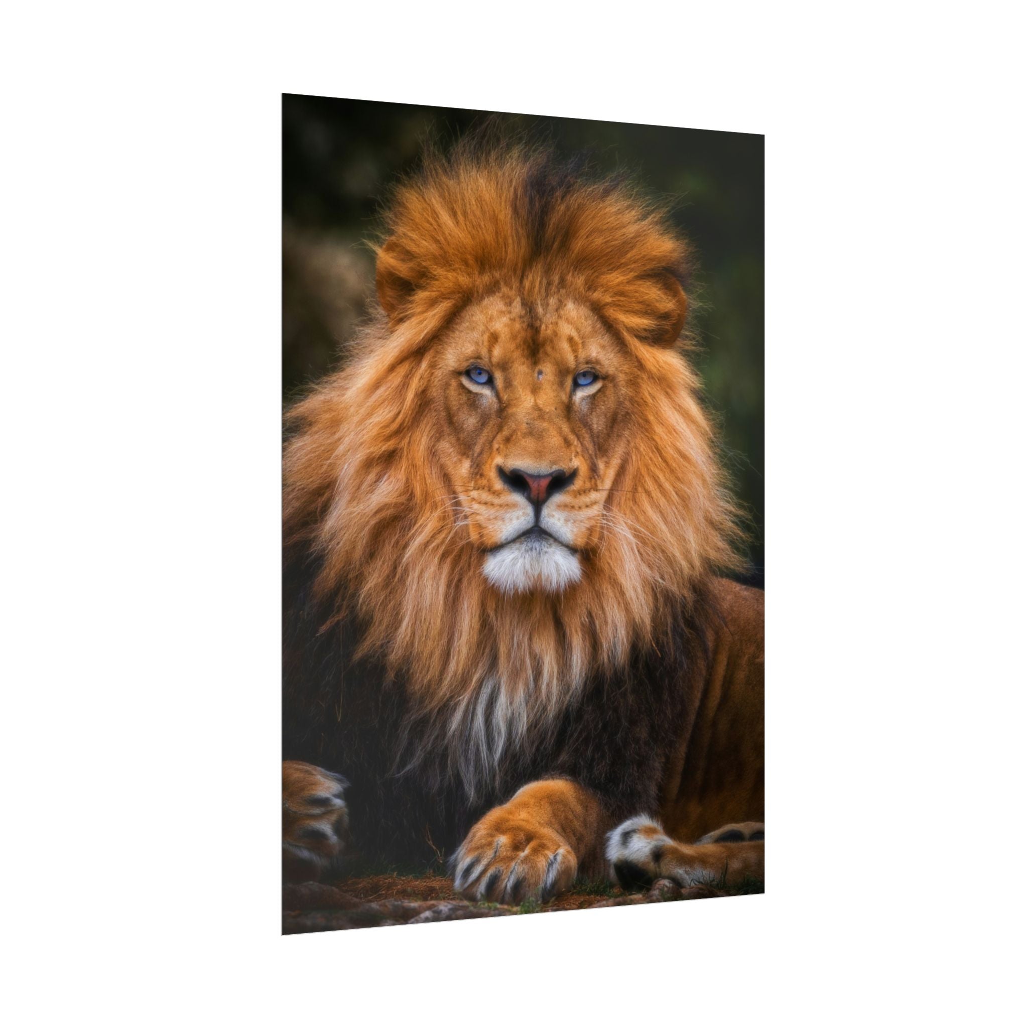 blue-eyed-lion-poster-wall-art-wildlife-home-decor-animal-lover-gift-safari-decoration-wildlife-art-print-lion-wall-decor