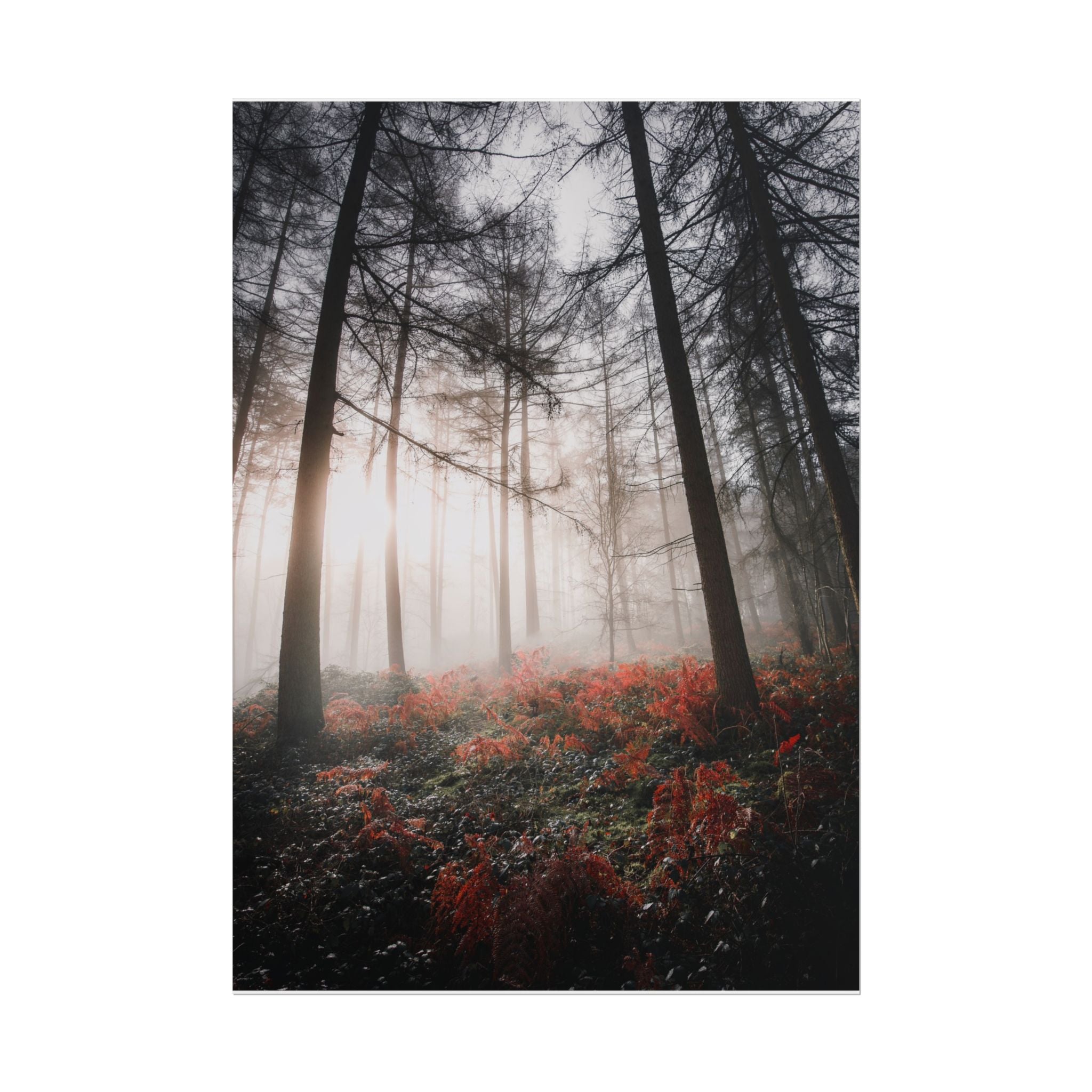 poster-print-misty-woods-art-living-room-wall-decor-sunlight-forest-landscape-aesthetic-nature-art-nature-artwork-poster-gift