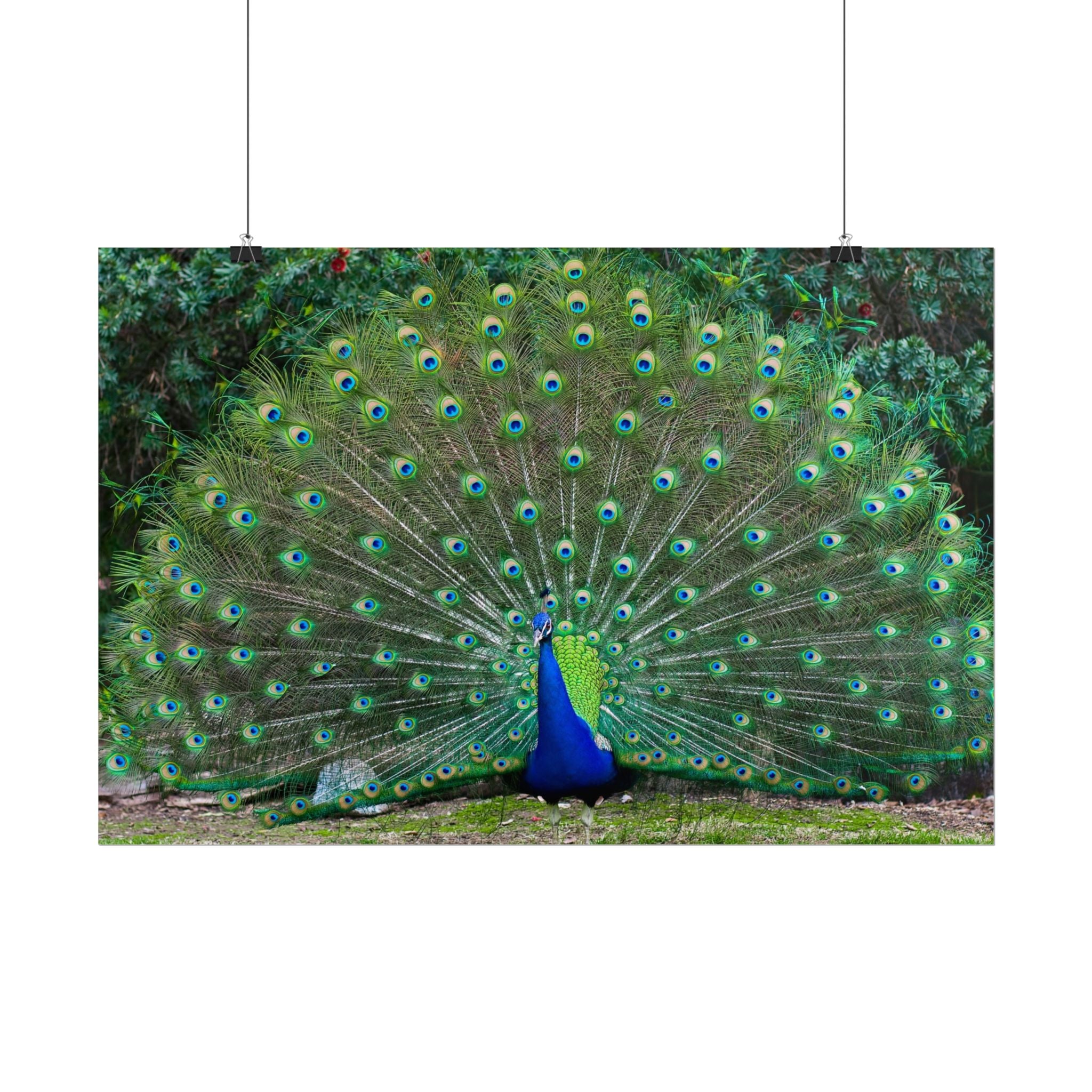 peacock-fine-art-poster-wall-art-print-gift-home-decor-rolled-posters-art-prints-unique-room-decor-animal-lover-gift-nature