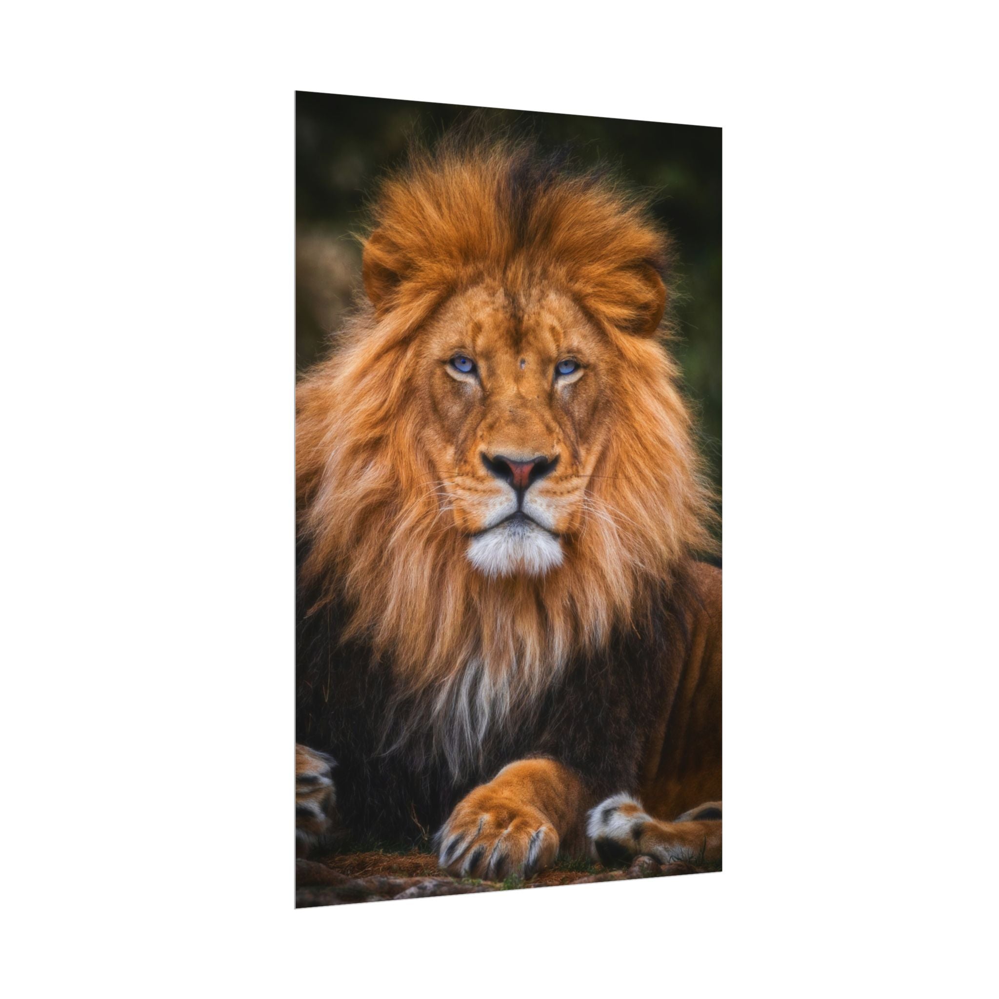 blue-eyed-lion-poster-wall-art-wildlife-home-decor-animal-lover-gift-safari-decoration-wildlife-art-print-lion-wall-decor