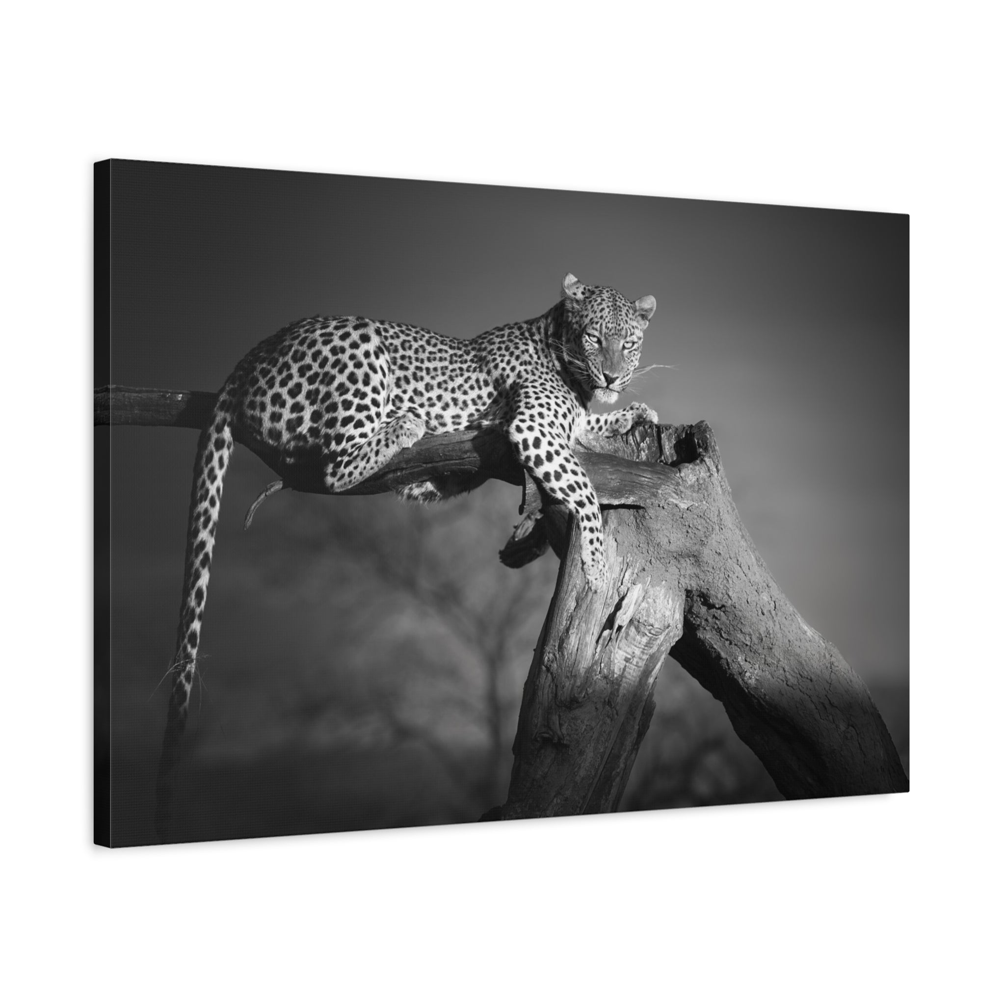 canvas-print-leopard-africa-savanna-wall-decor-black-and-white-photography-living-room-art-stretched-matte-canvas-home-decor-