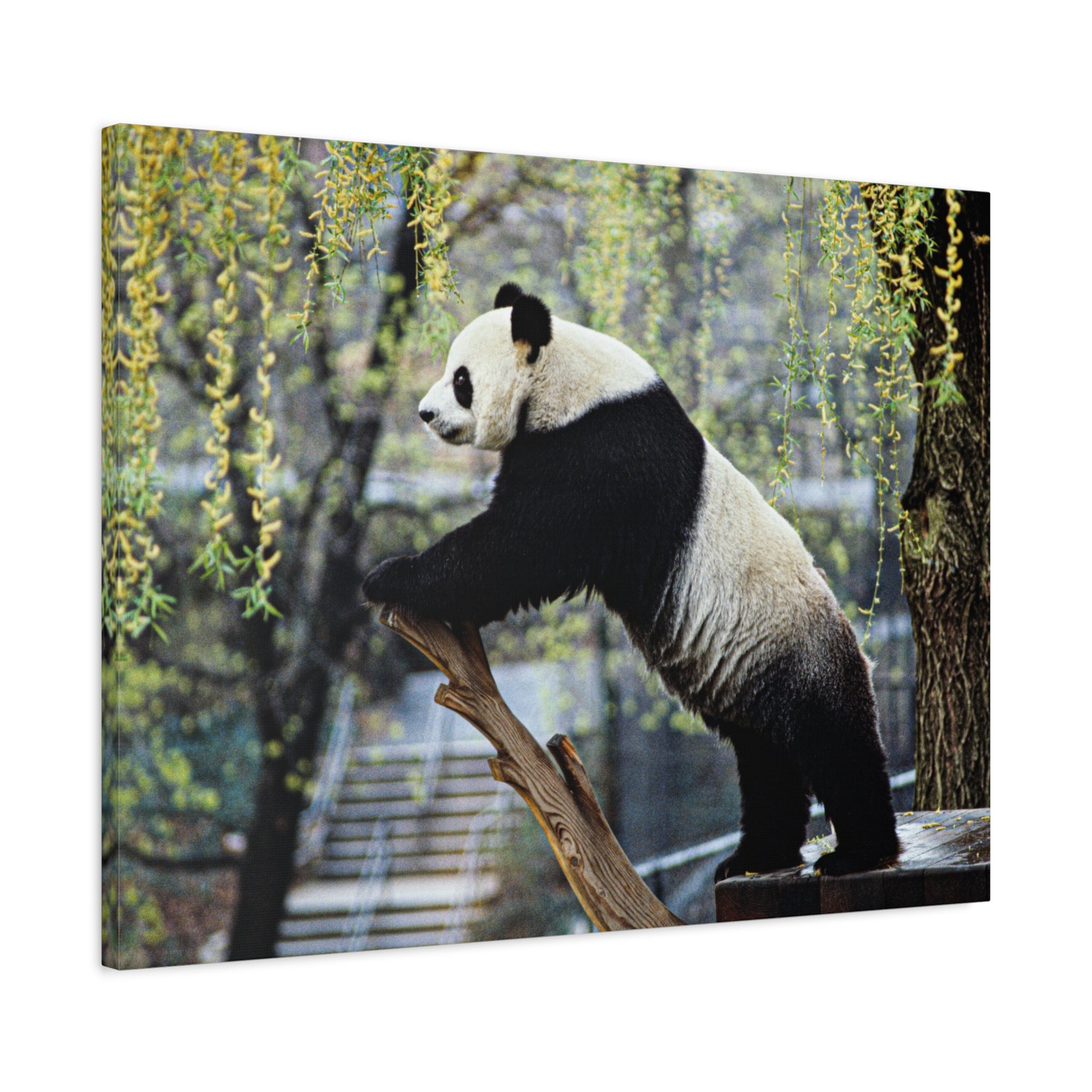 canvas-wall-art-cute-panda-wall-decor-nature-home-decor-panda-gift-panda-canvas-print-stretched-matte-canvas