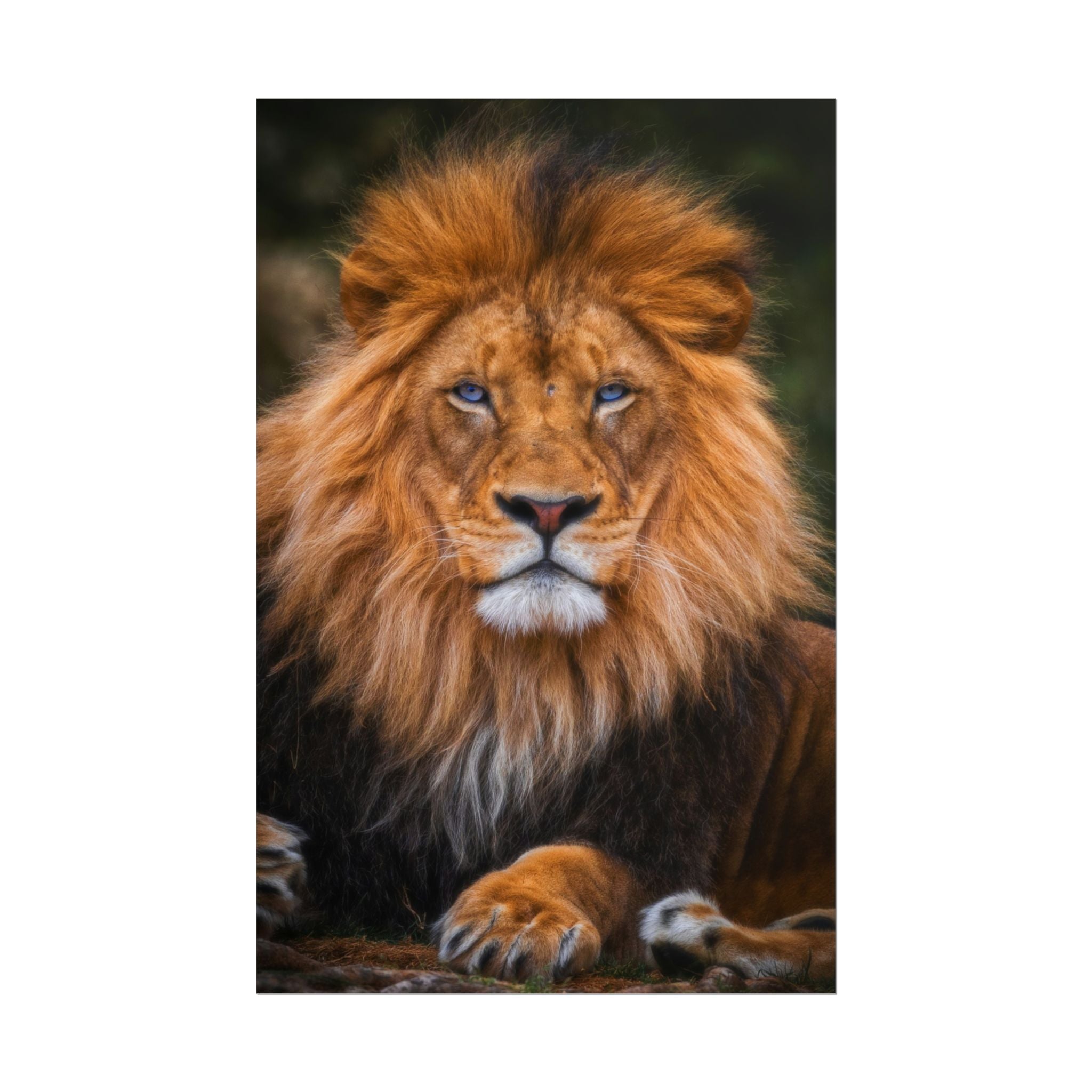 blue-eyed-lion-poster-wall-art-wildlife-home-decor-animal-lover-gift-safari-decoration-wildlife-art-print-lion-wall-decor