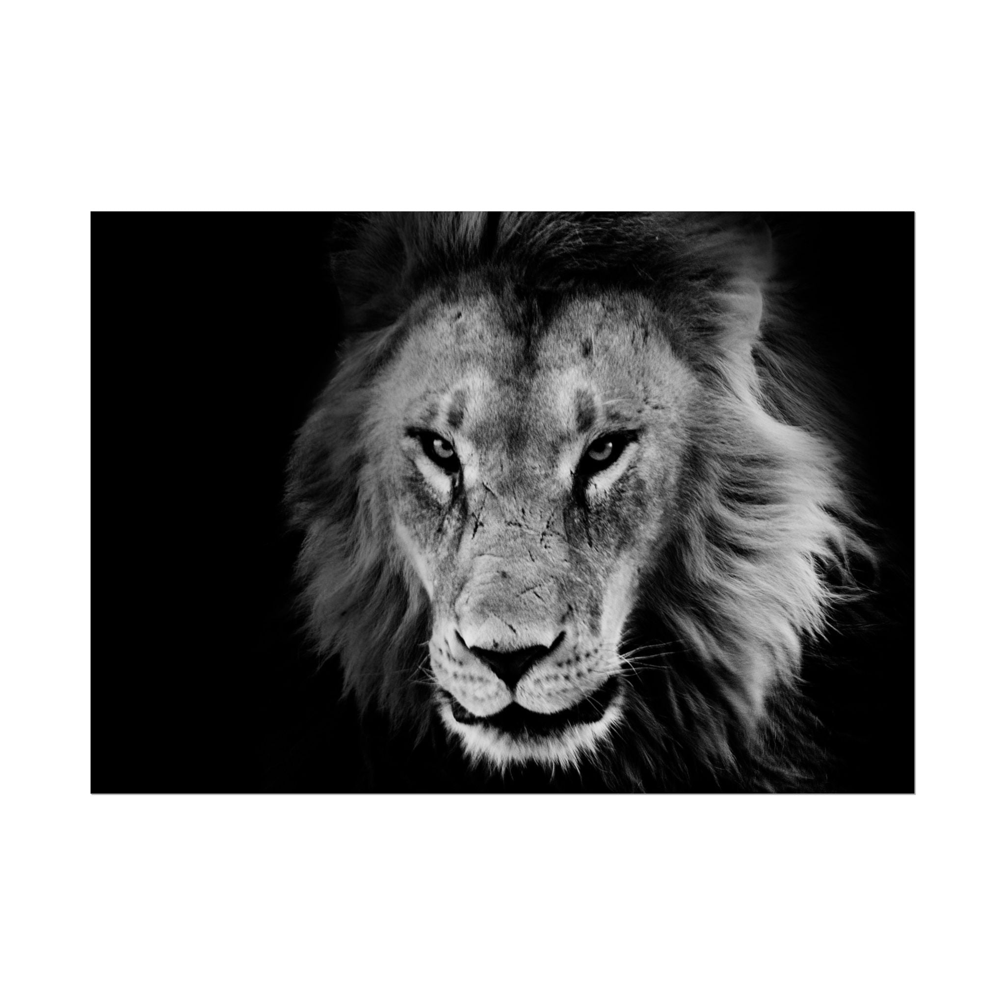 poster-print-lion-wall-art-black-and-white-living-room-decor-monochrome-art-lion-poster-jungle-animal-art-print-wildlife-safa