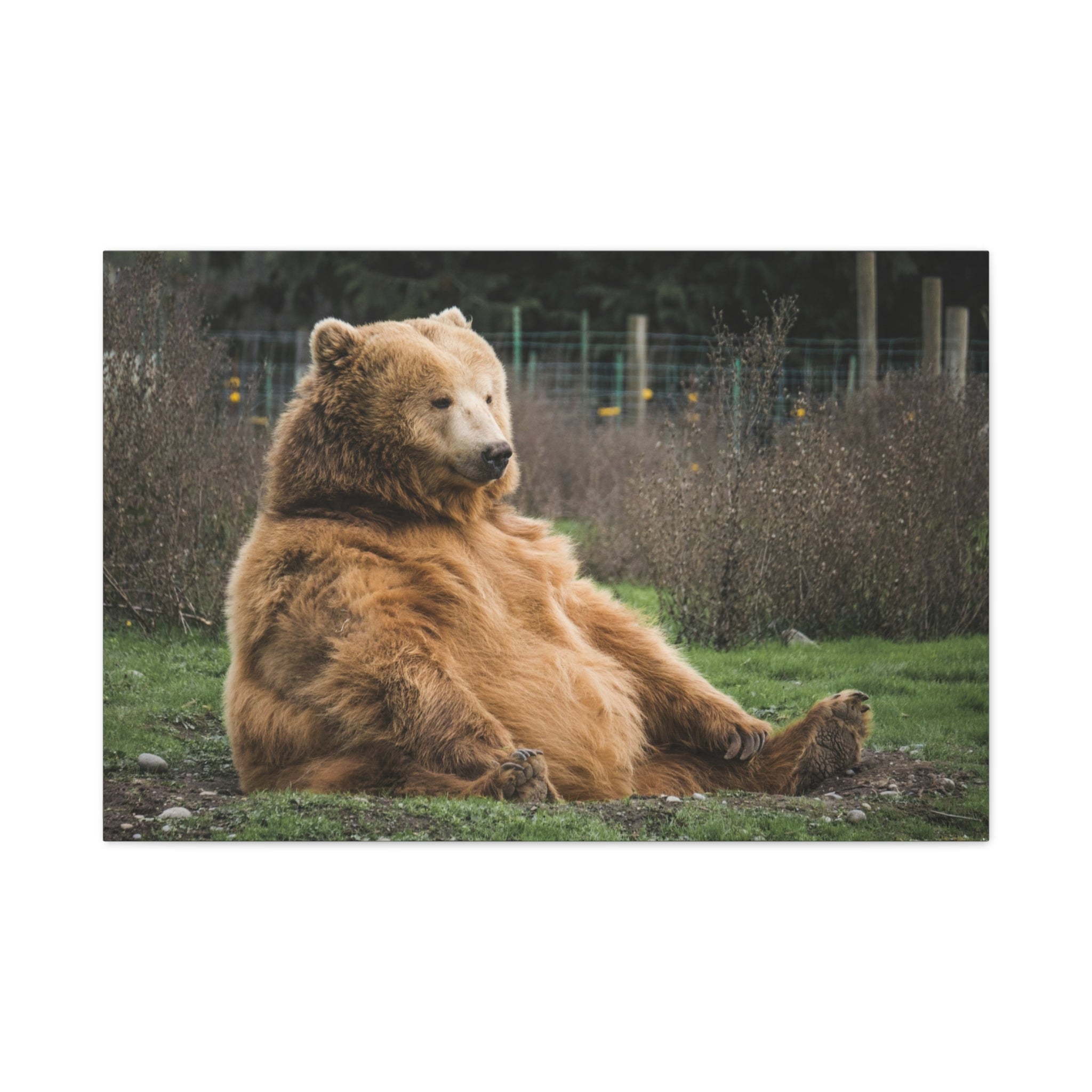 canvas-print-sitting-bear-nature-animal-art-wall-decor-wildlife-artwork-forest-cabin-decor-woodland-nursery-wall-art-outdoor-