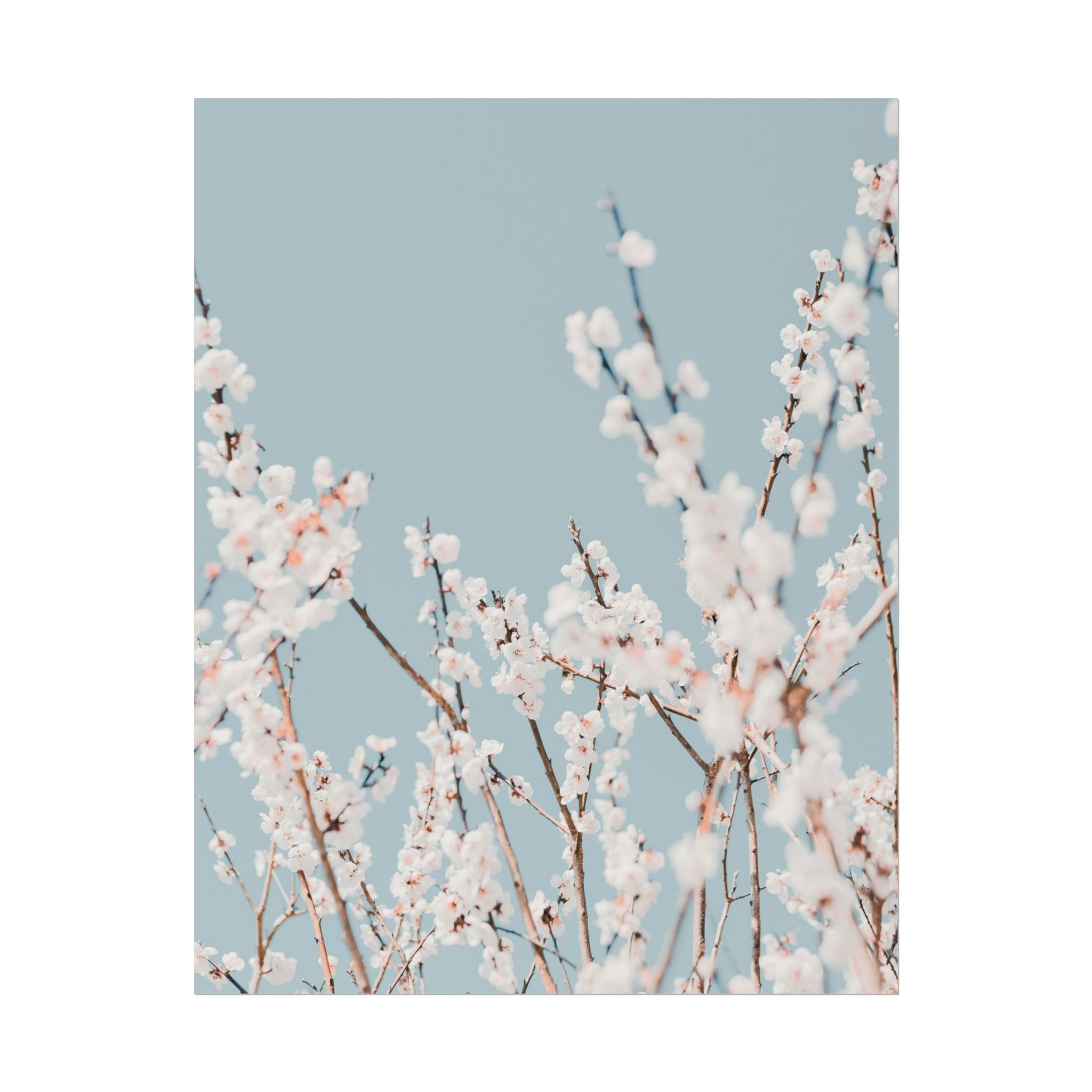 blossom-flowers-poster-print-minimalist-aesthetic-wall-art-fine-art-paper-home-decor-floral-decor-elegant-artwork